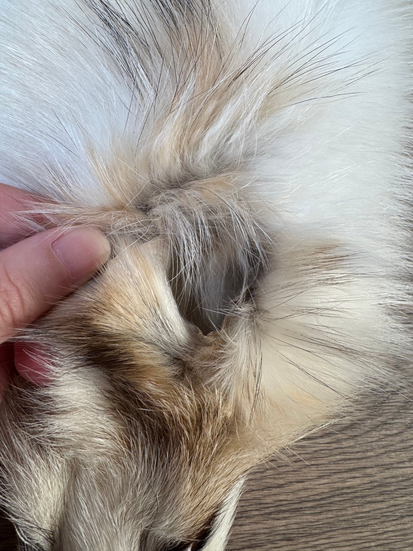 Marble tanuki pelt (1)