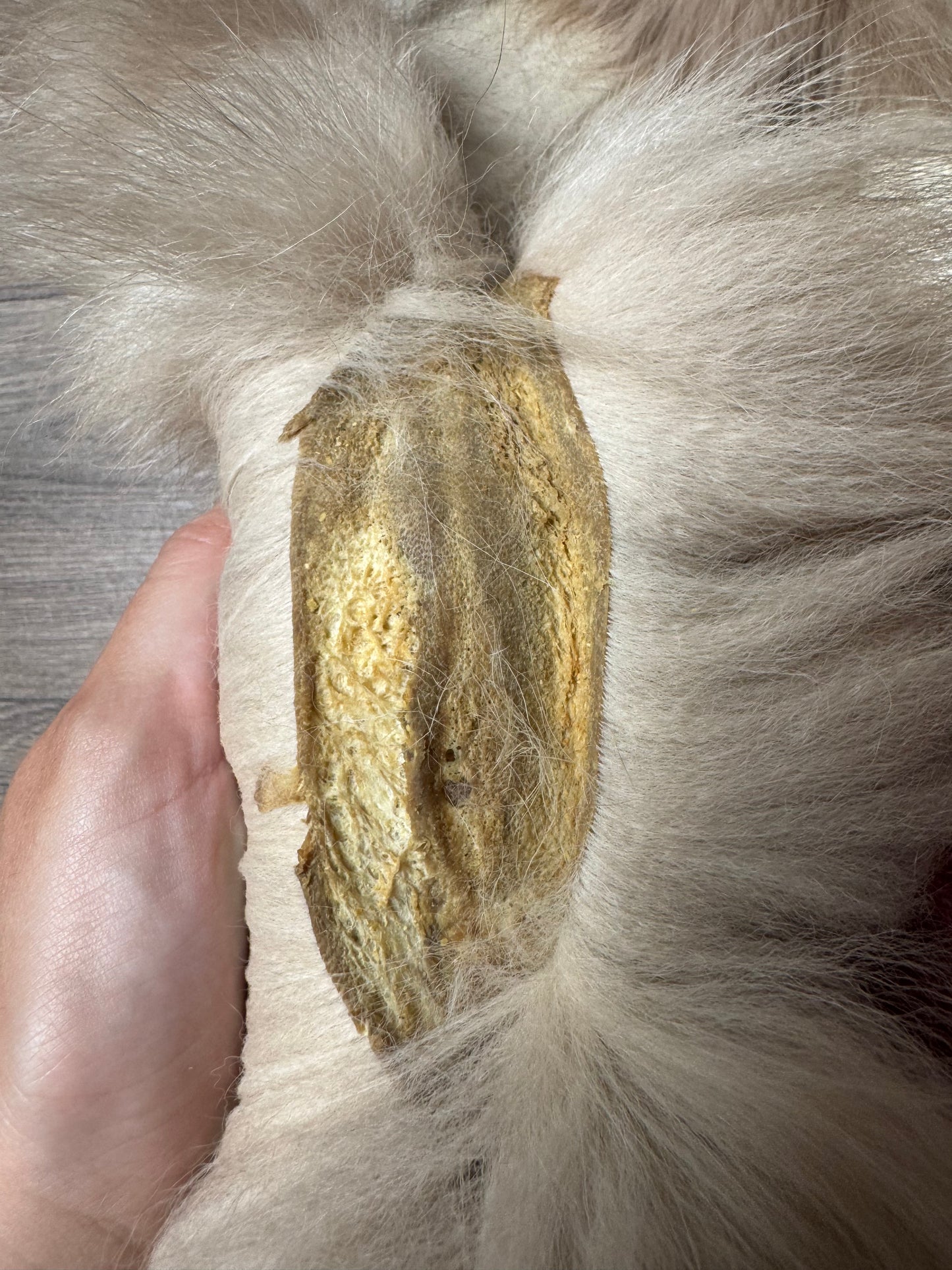 Amber fox pelt (4)