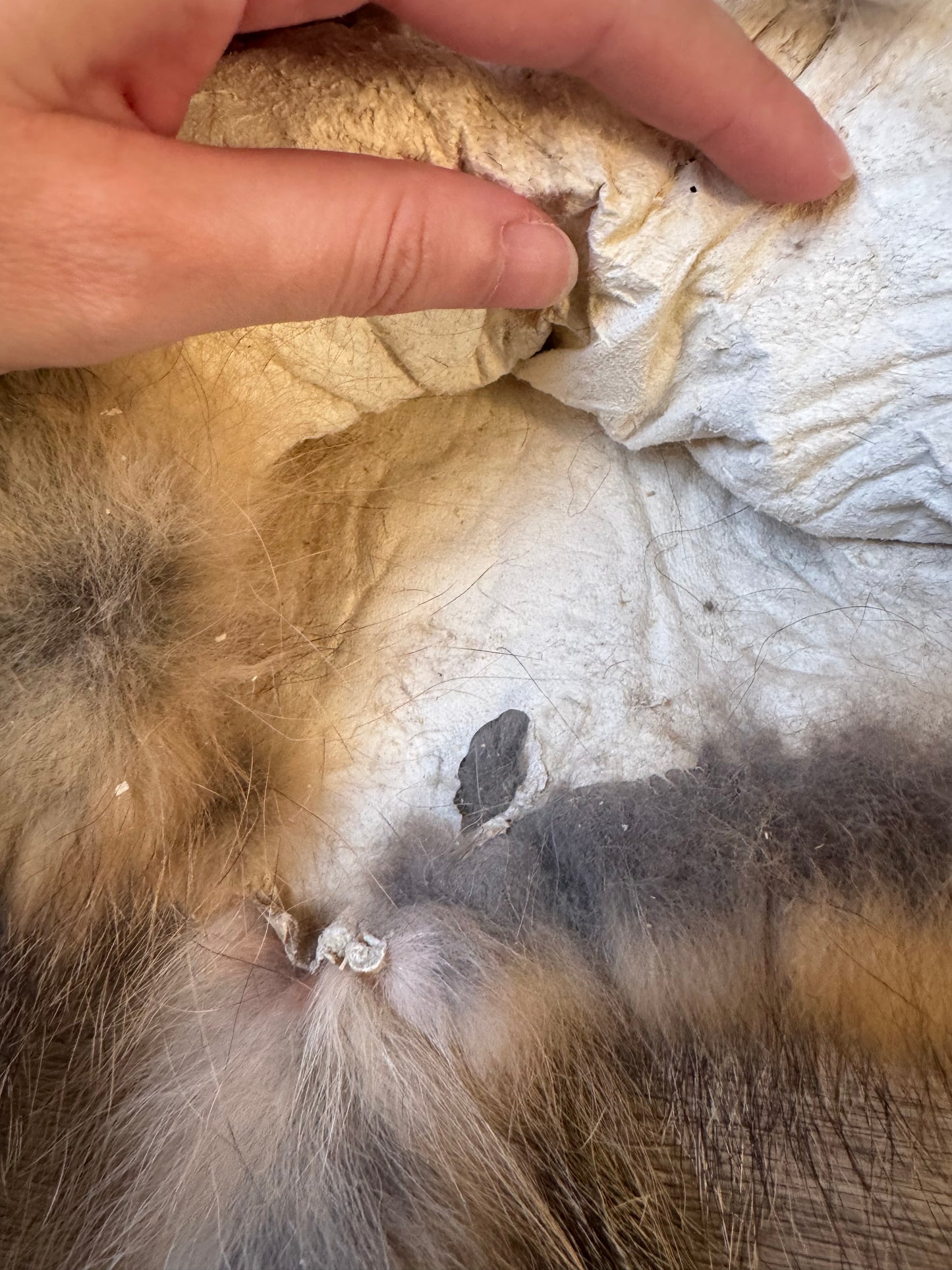 Male grey fox mountable pelt (21)