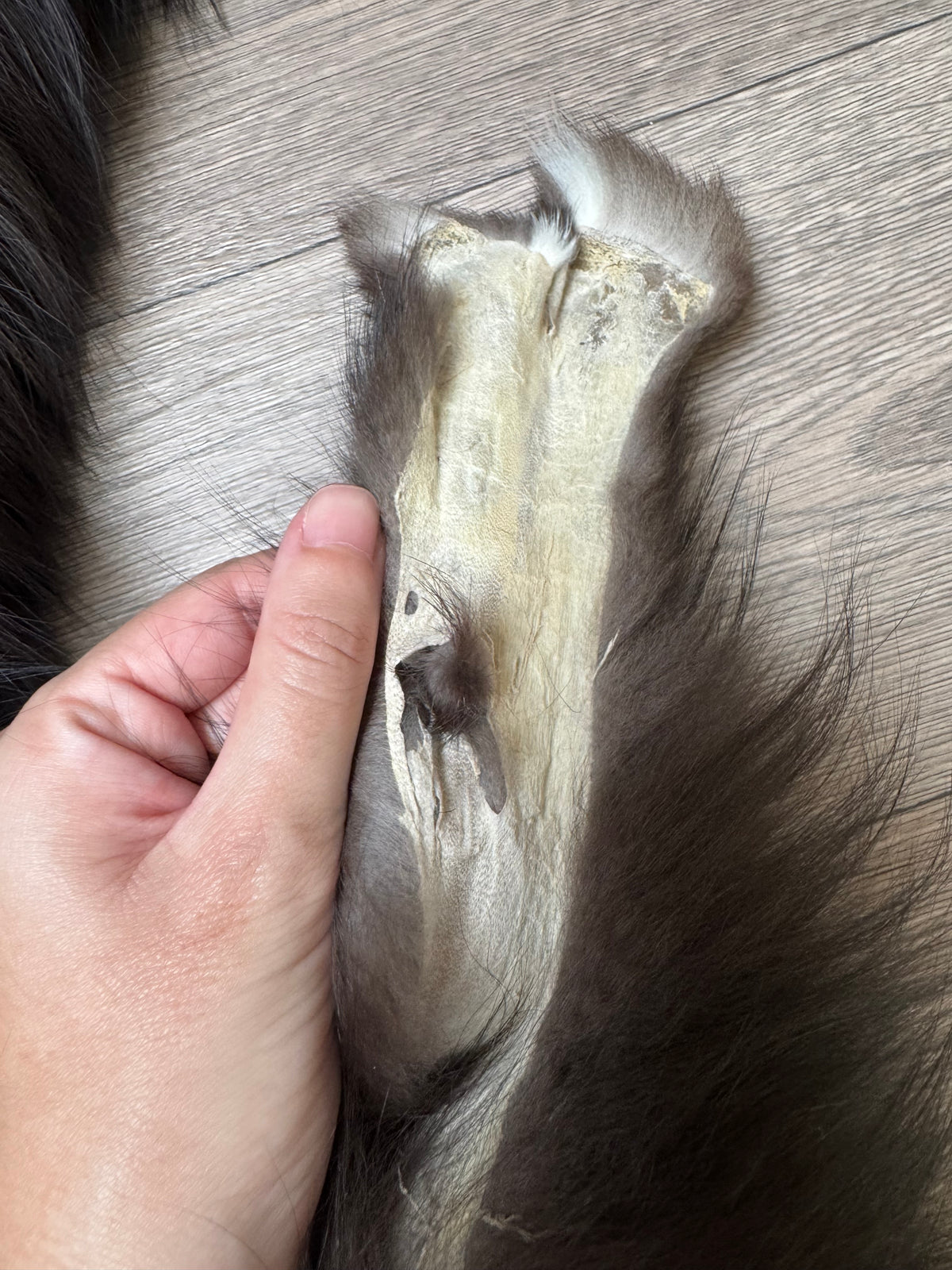 Silver fox pelt (1)