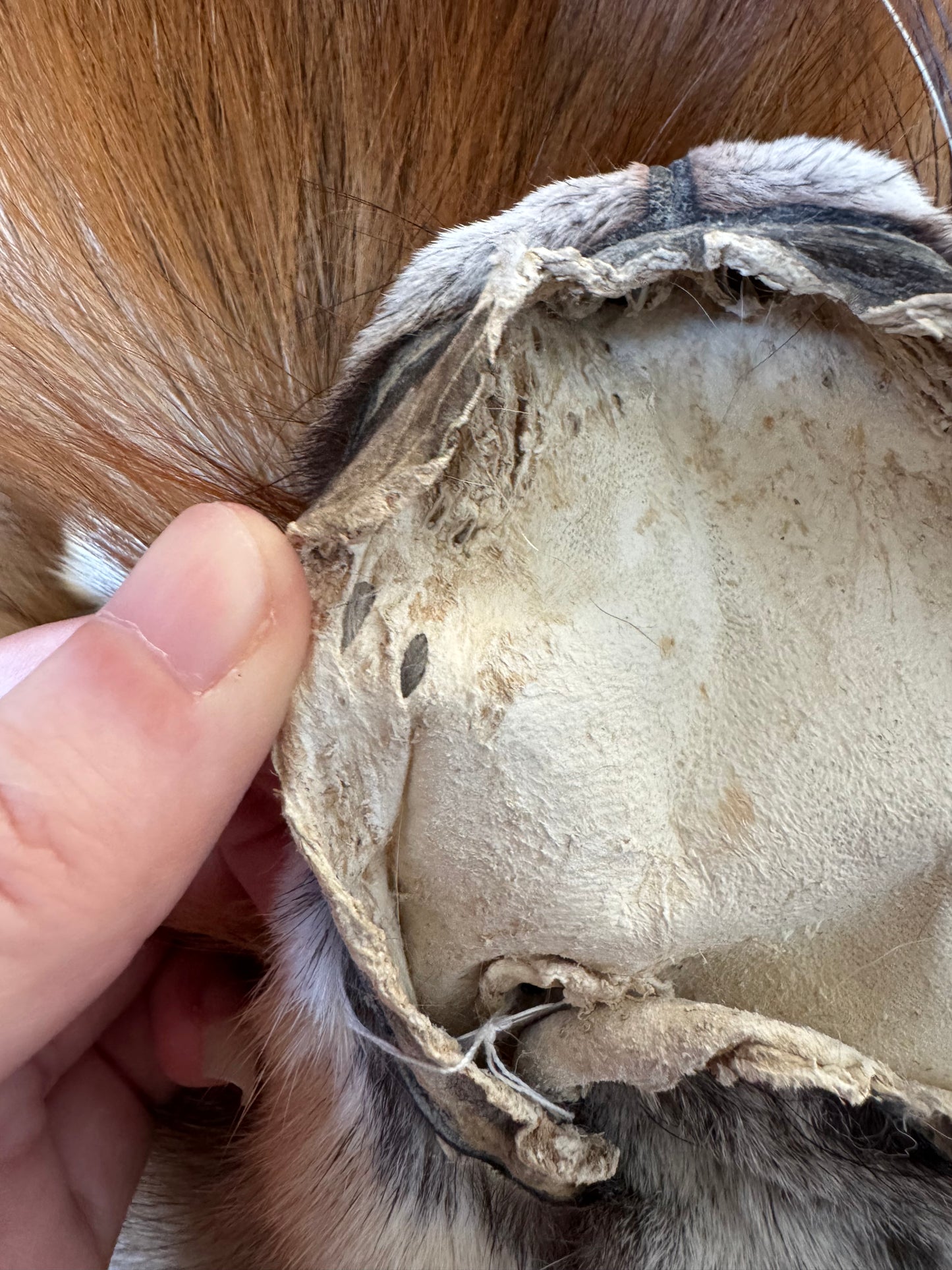 Male Gold fox mountable pelt (tag 73)