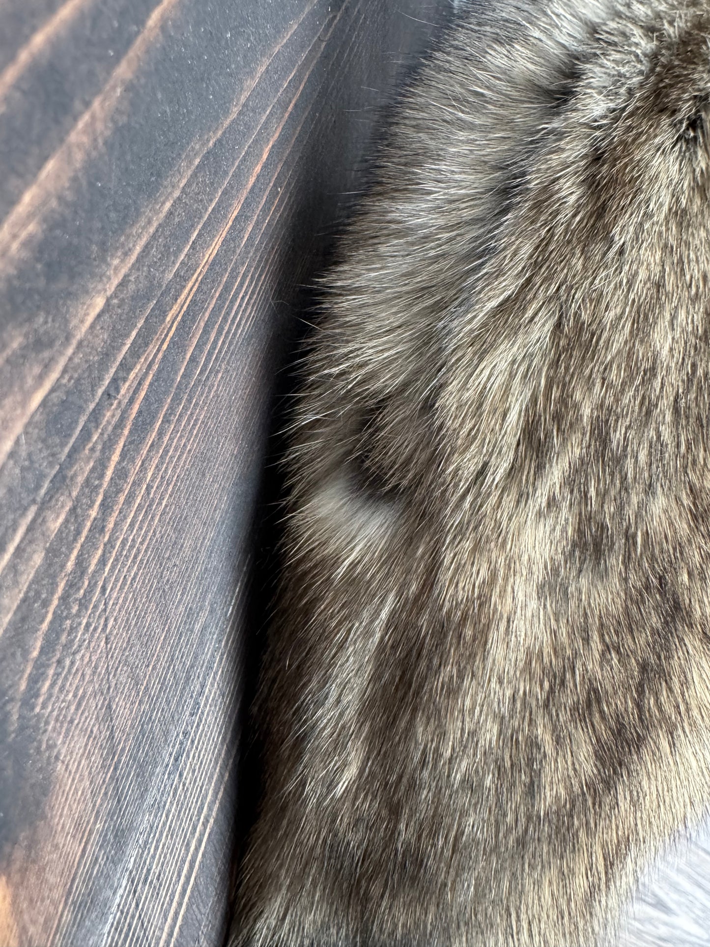 Lifesize ringtail cat traditional mount