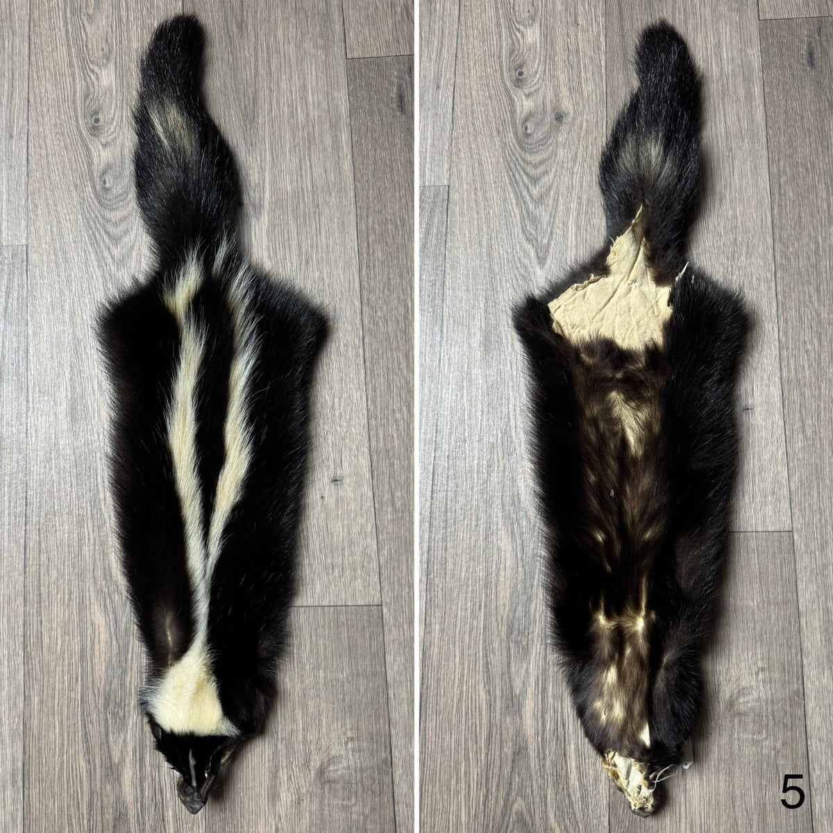 Skunk pelt (5)