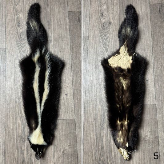 Skunk pelt (5)