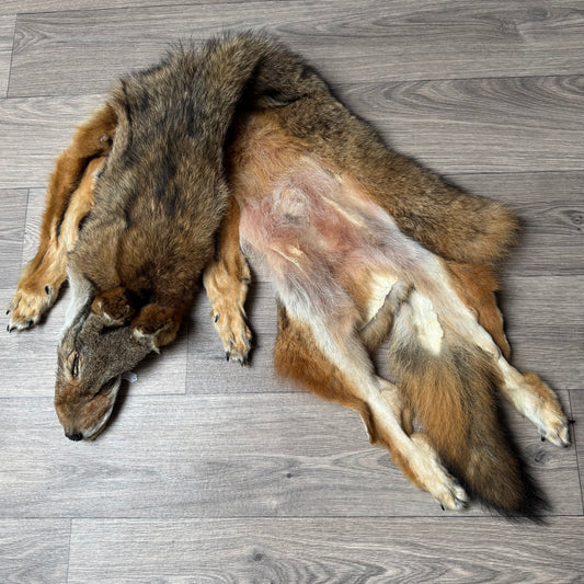 Male coyote mountable pelt (11)