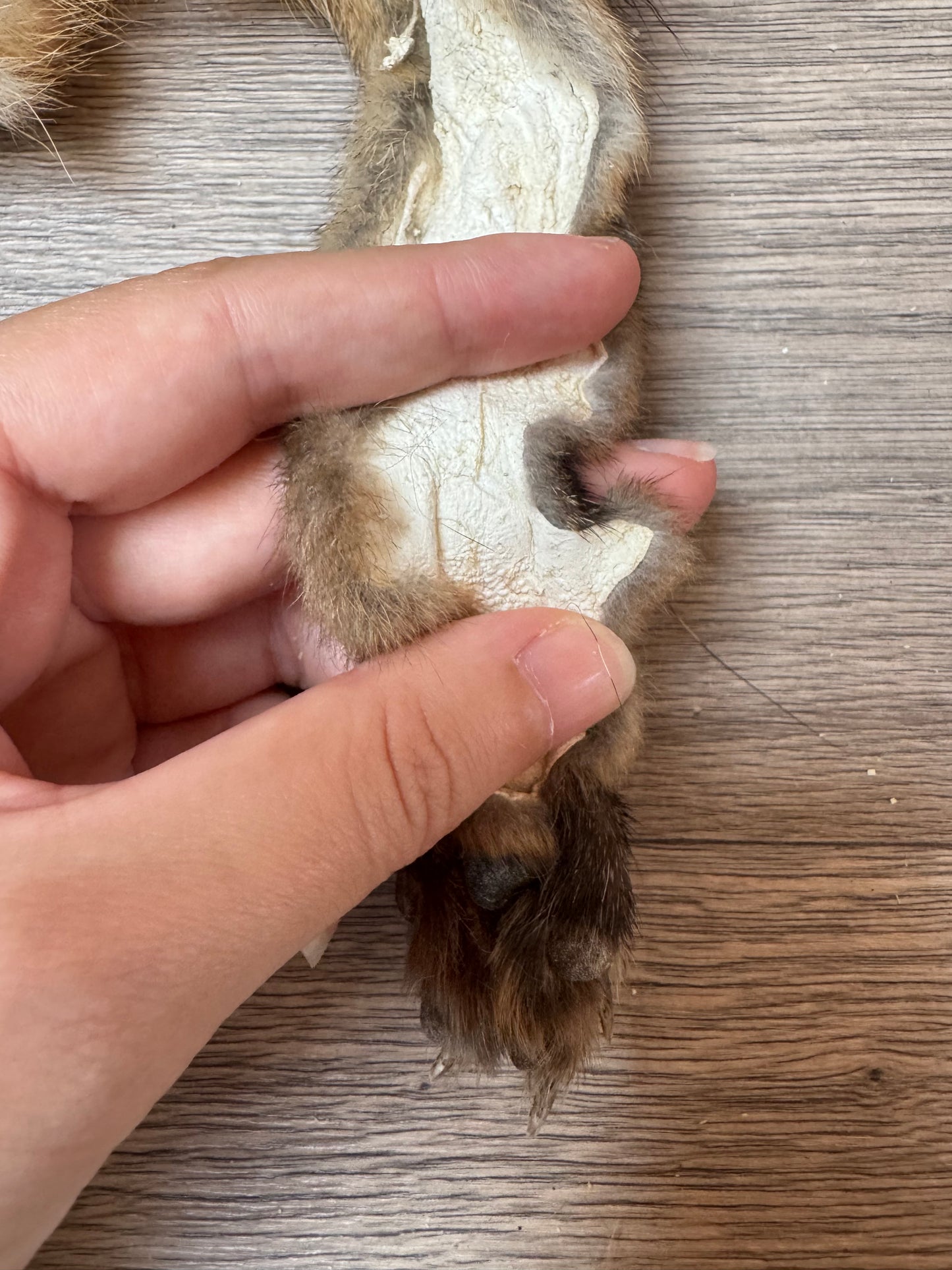 Female grey fox mountable pelt (5)