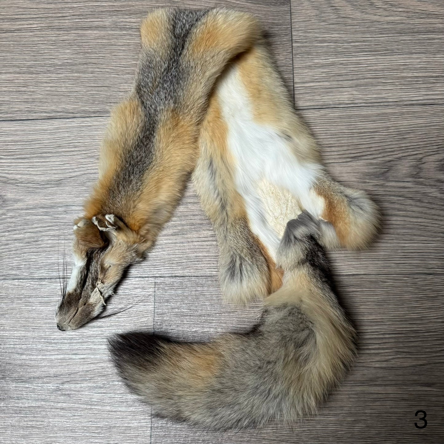 Swift fox pelt (3)