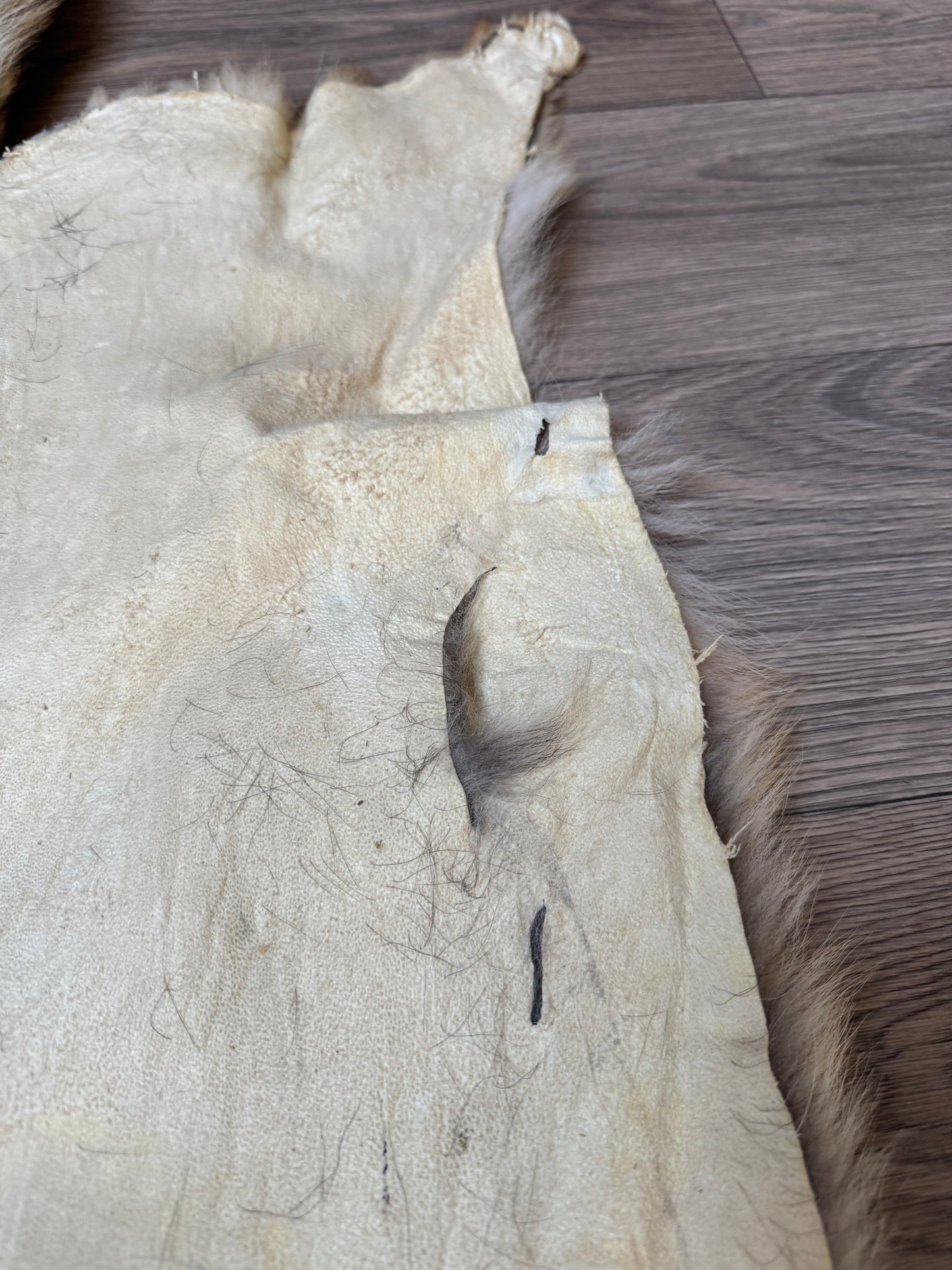 Coyote pelt (2)