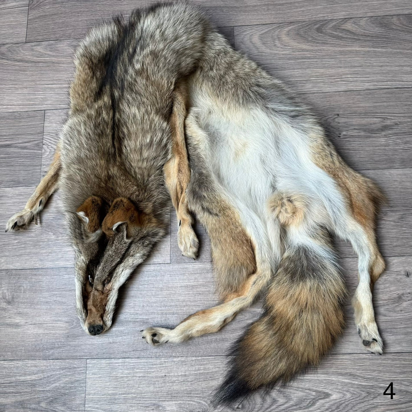 Male coyote mountable pelt (4)