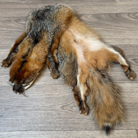 Male grey fox mountable pelt (16)
