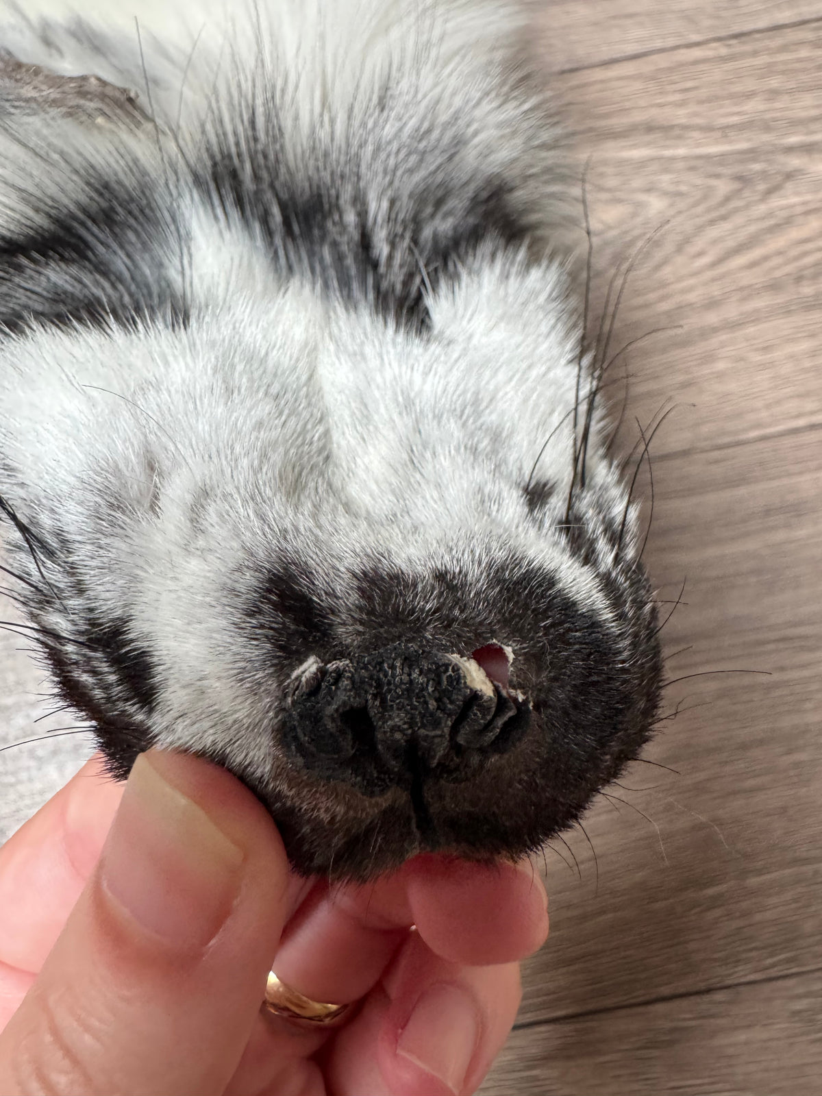 Arctic Marble fox pelt (21)
