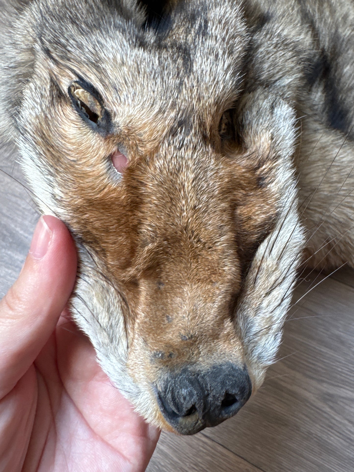 Male coyote mountable pelt (4)