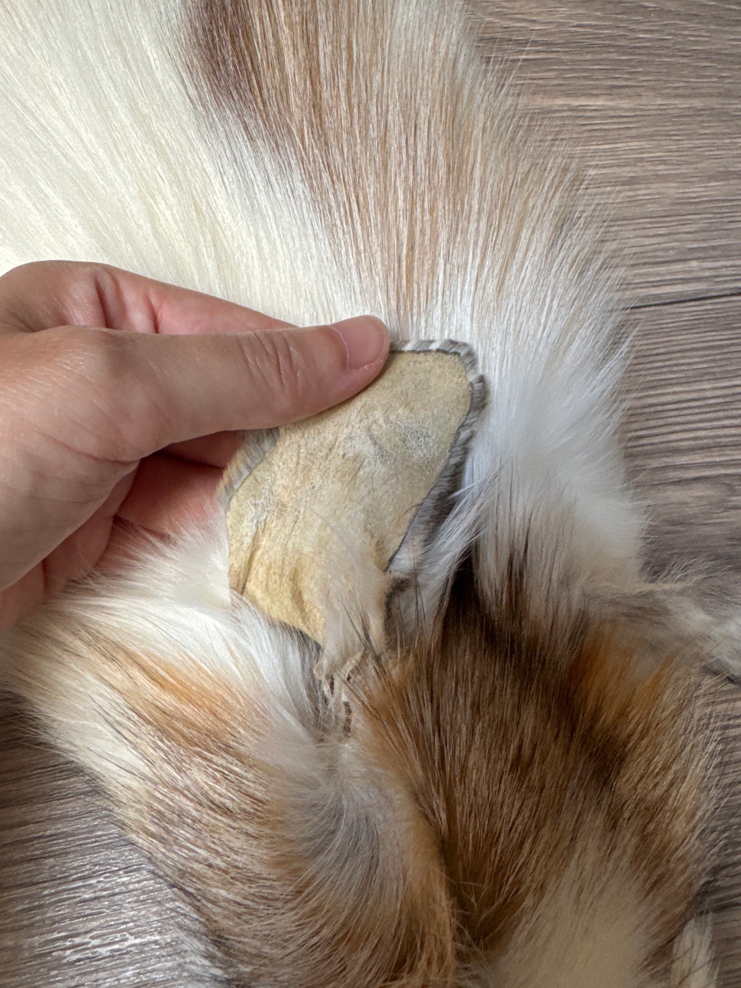 Sun Glow fox pelt (24)