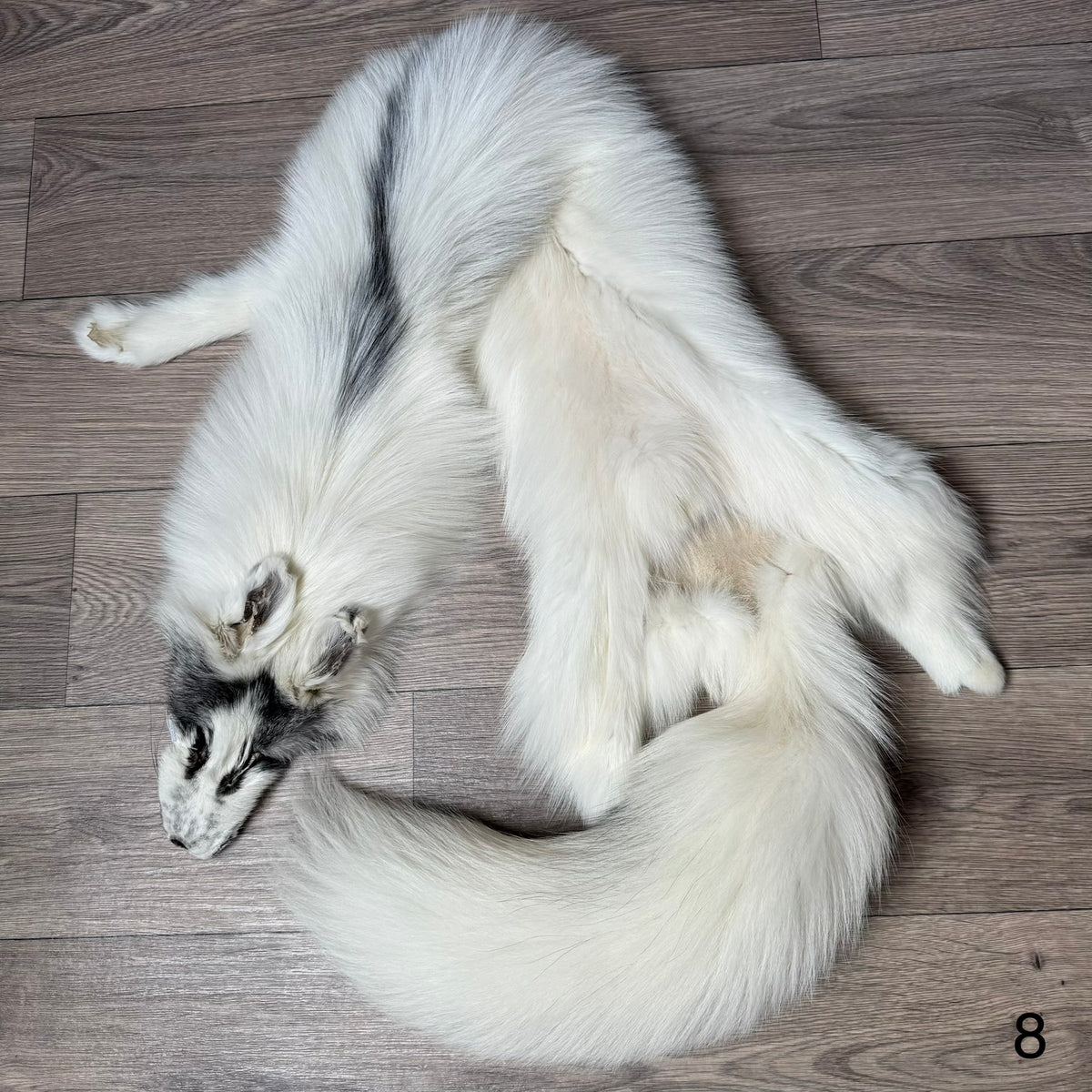 Arctic Marble fox pelt (8)