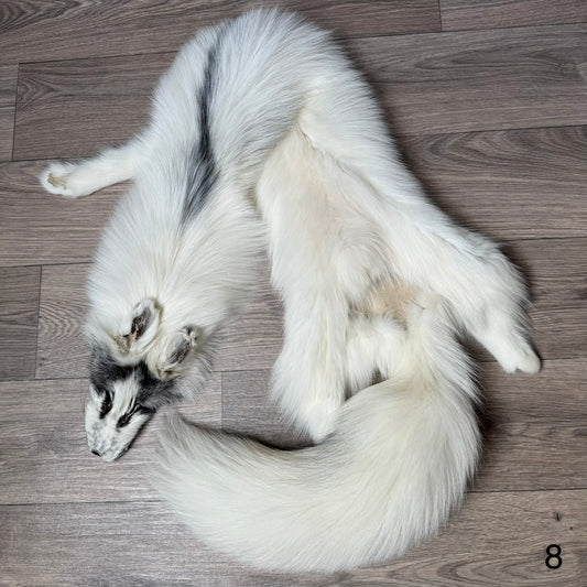 Arctic Marble fox pelt (8)