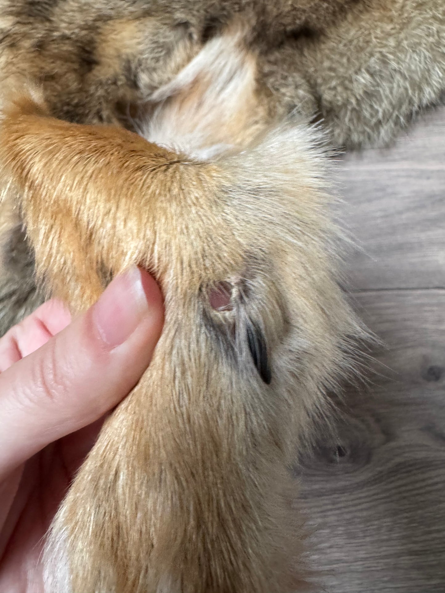 Male coyote mountable pelt (14)