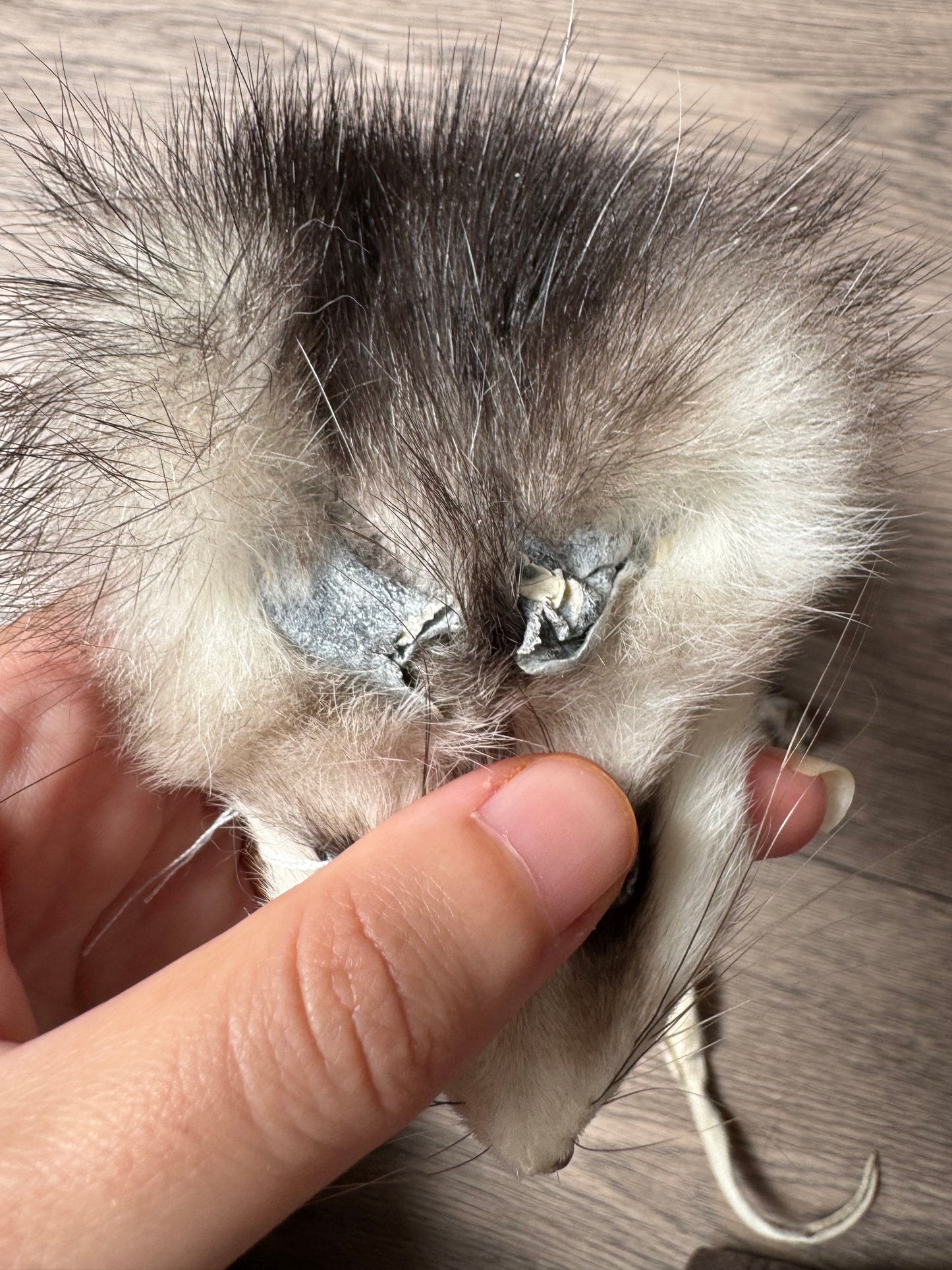 Male opossum mountable pelt (2)