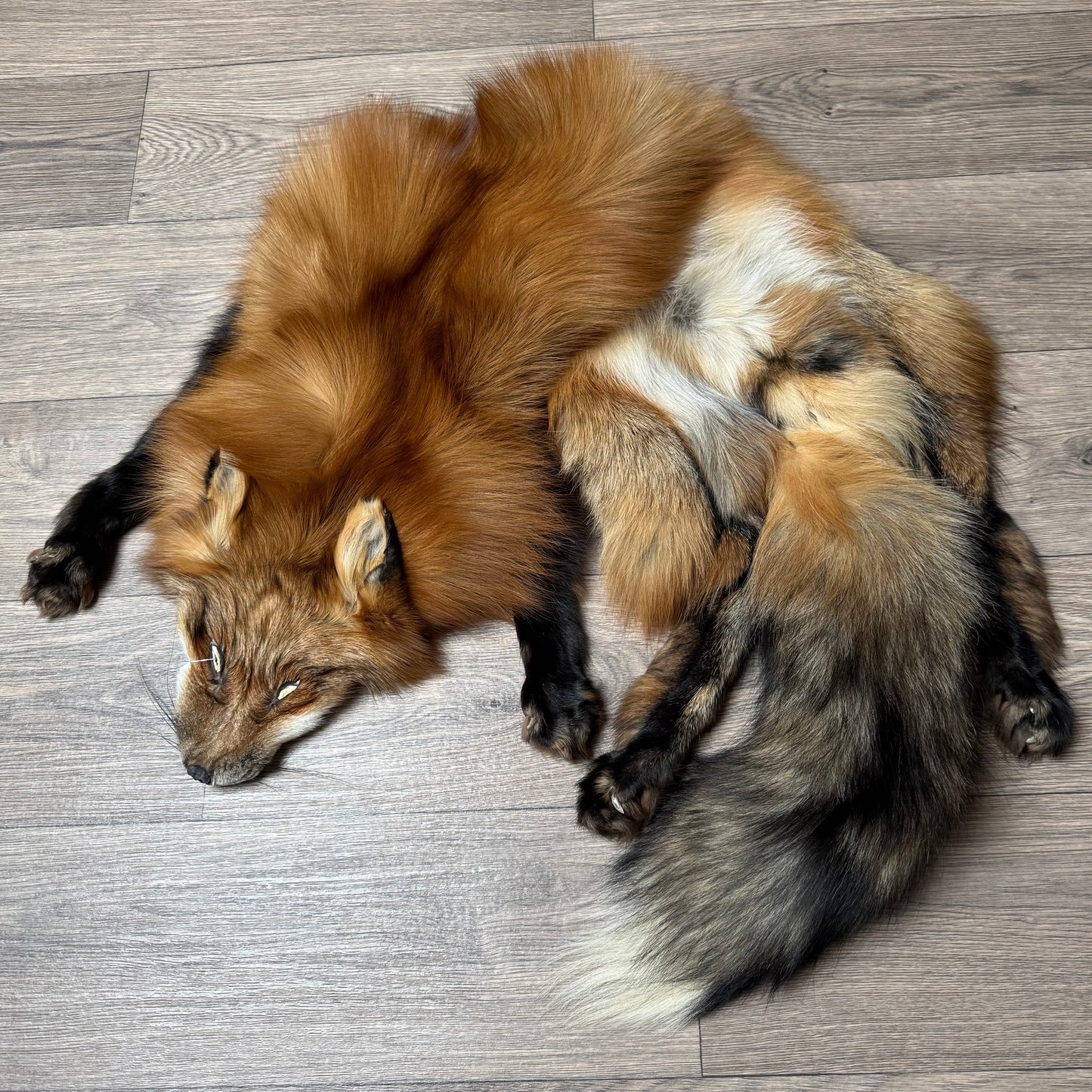 Male Gold fox mountable pelt (tag 70)