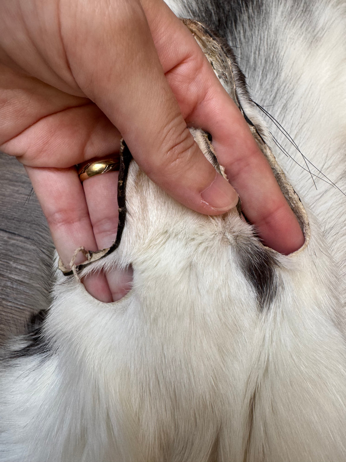 Marble Frost fox pelt (14)