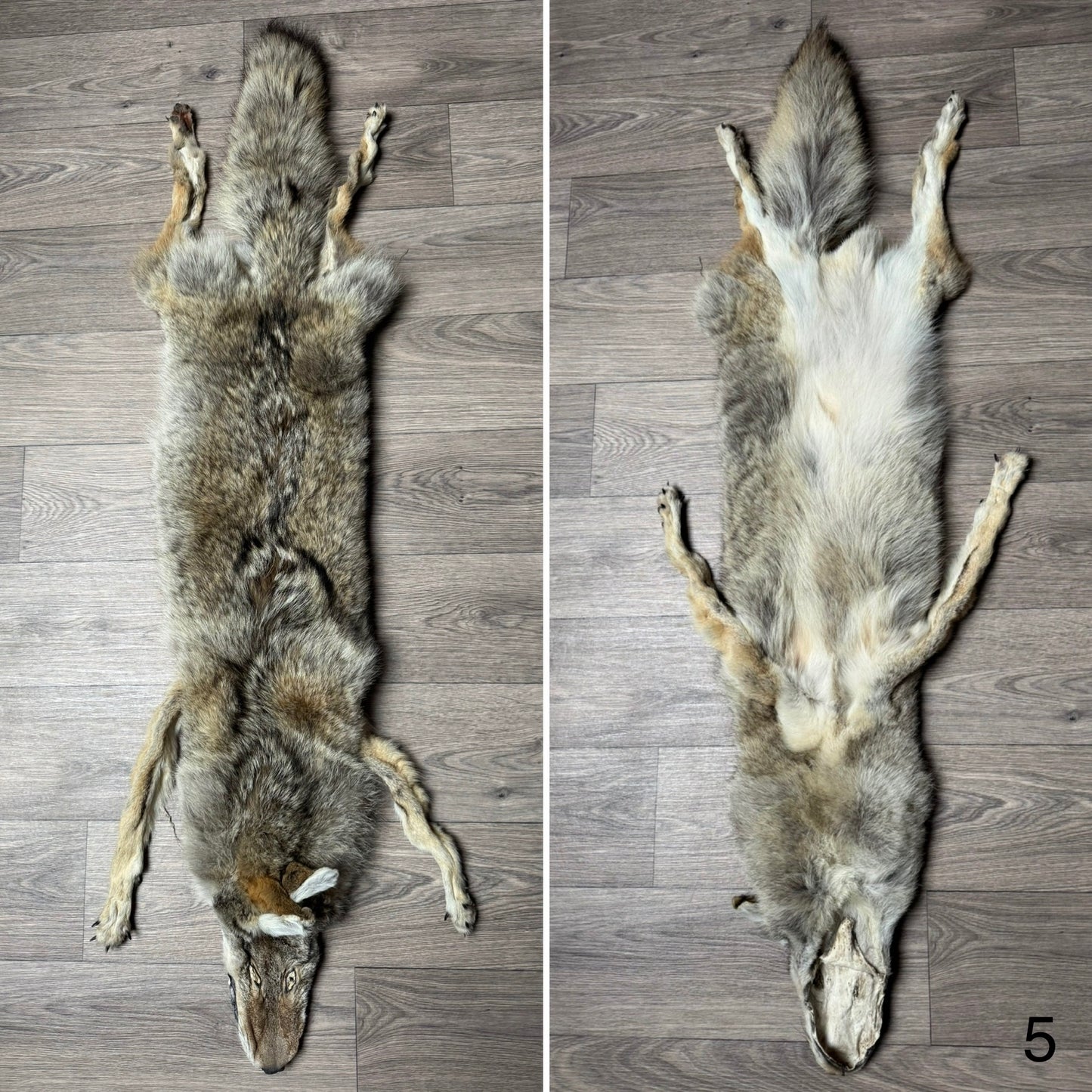 Male coyote mountable pelt (5)