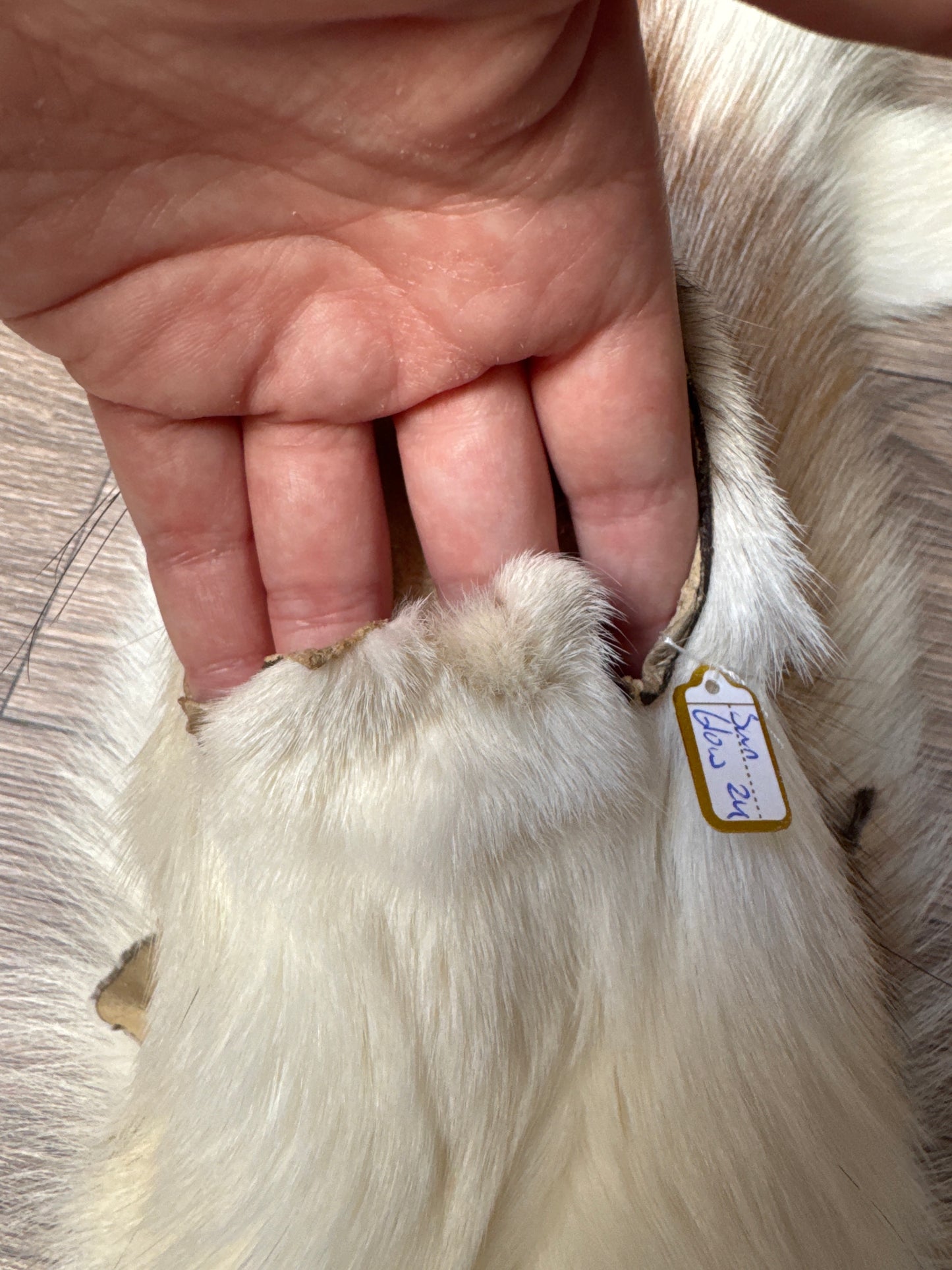 Sun Glow fox pelt (24)