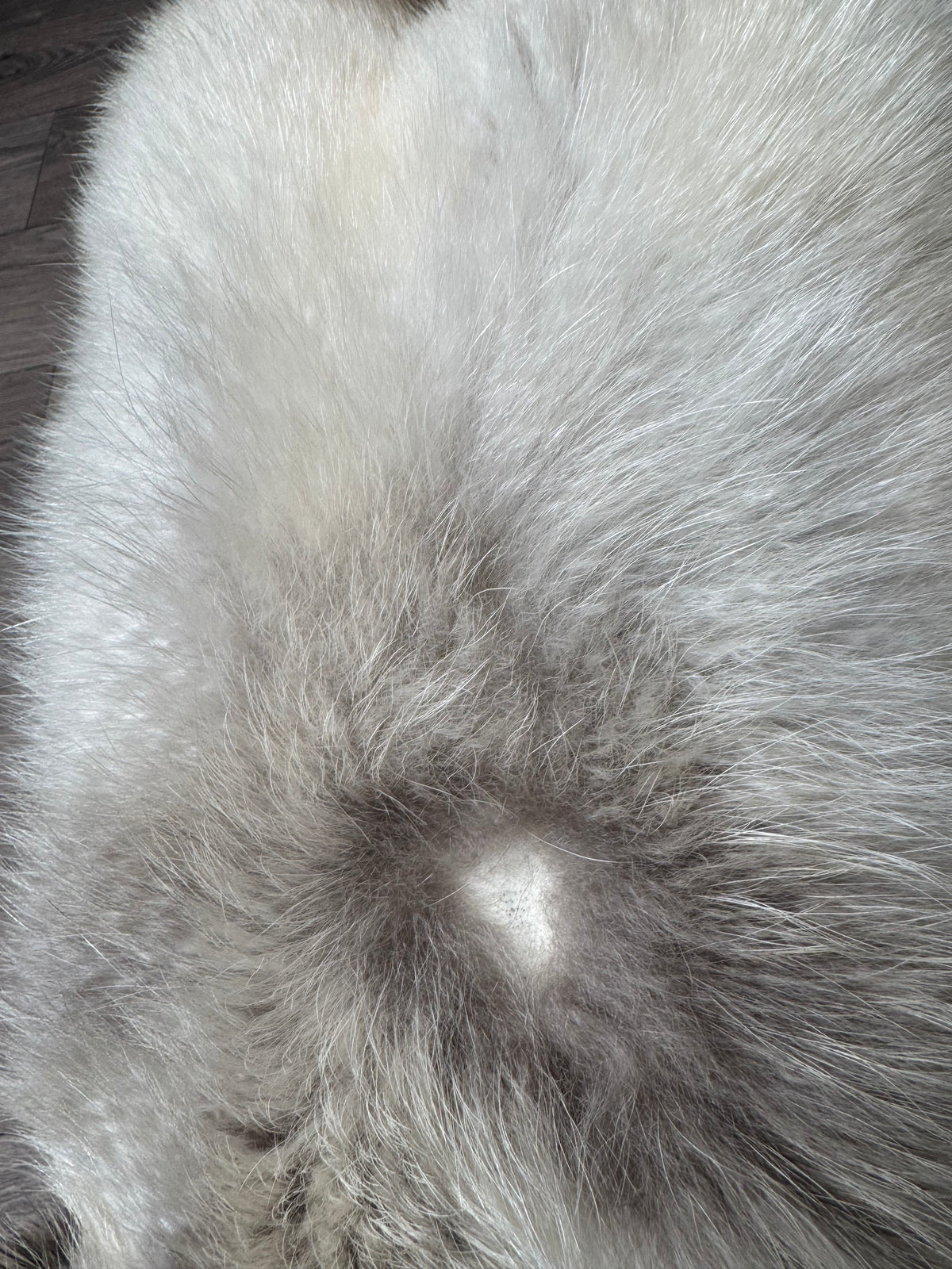 Arctic tanuki pelt (8)