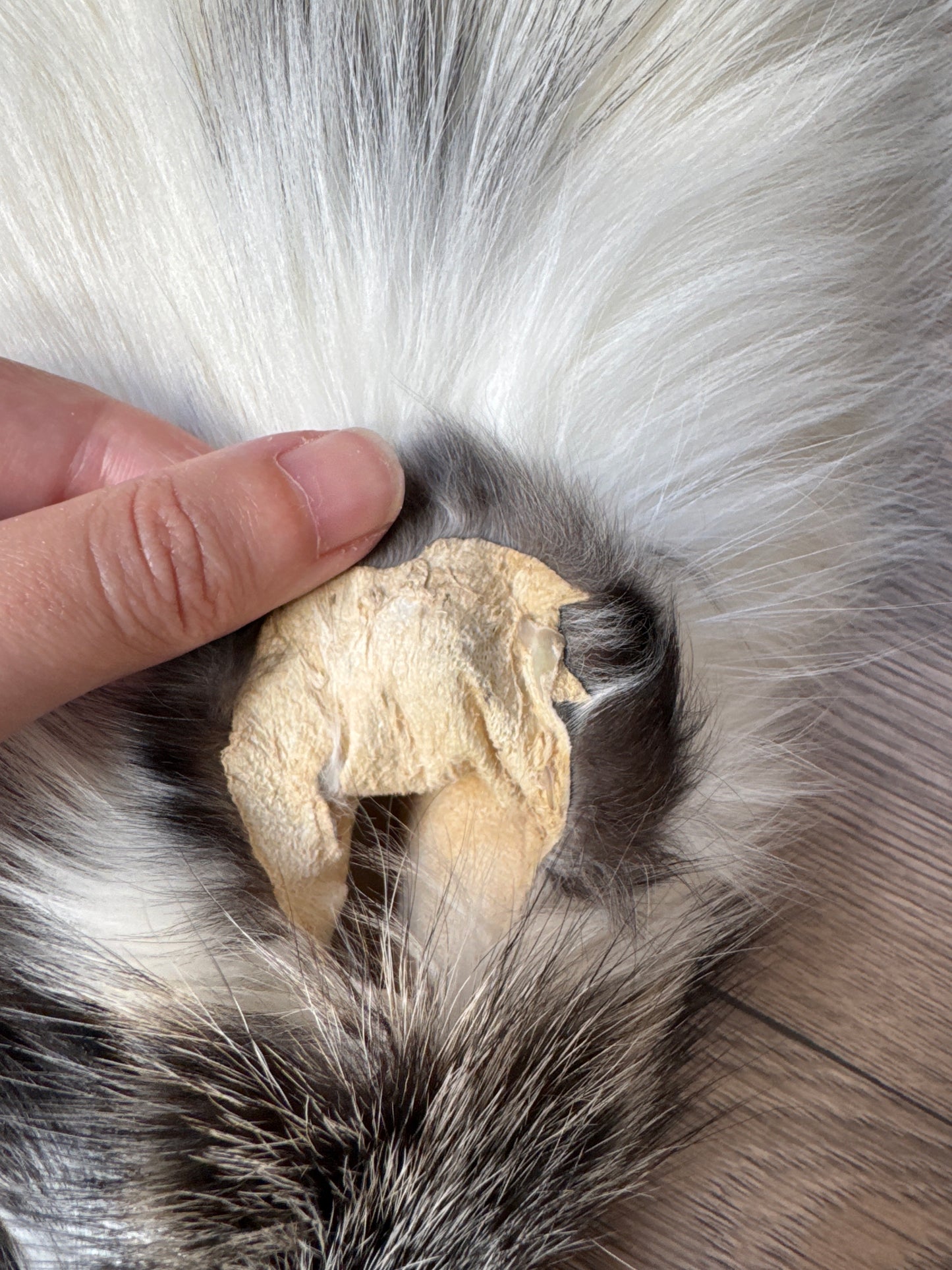 Cross Marble fox pelt (8)