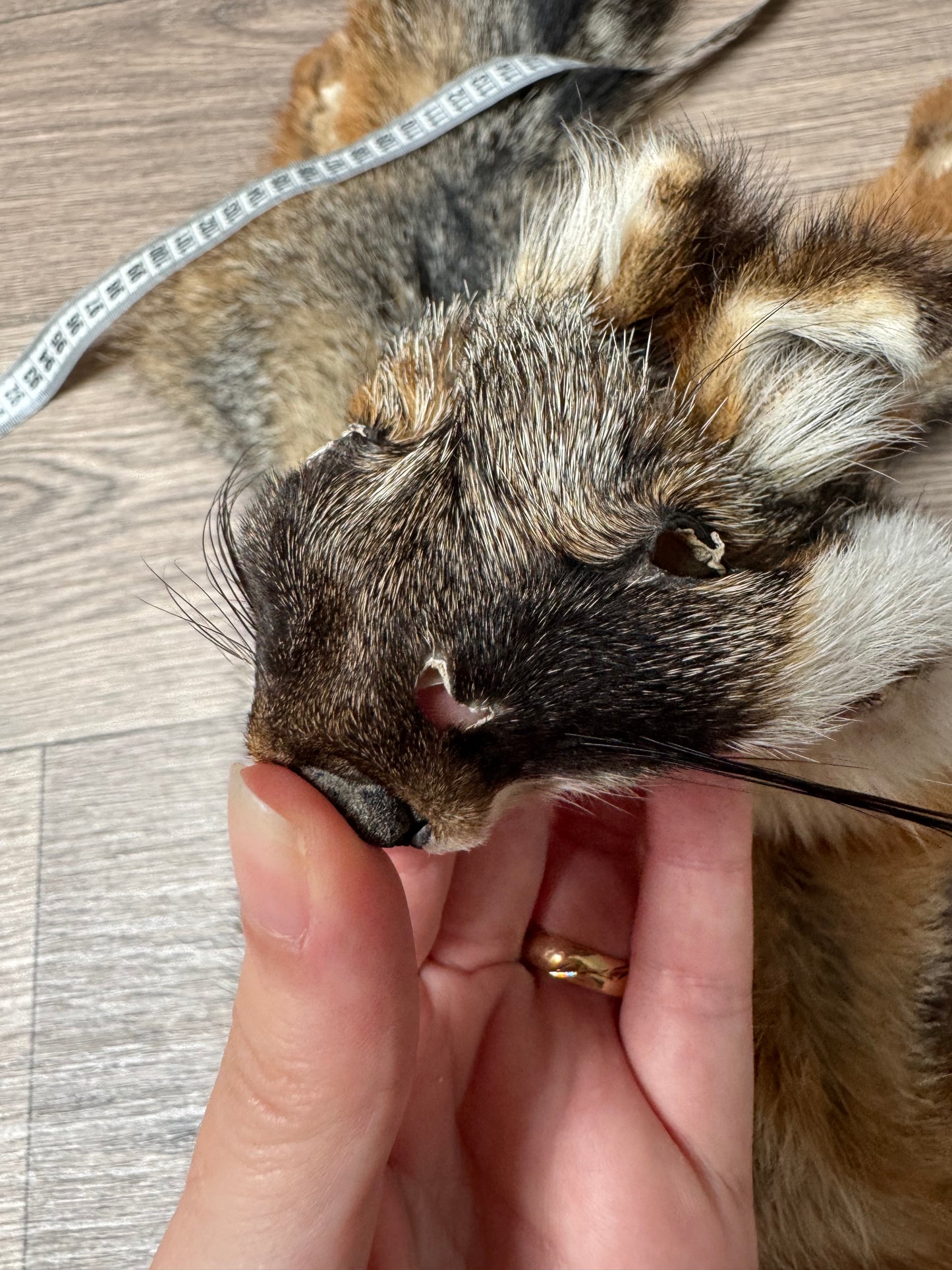 Male grey fox mountable pelt (13)