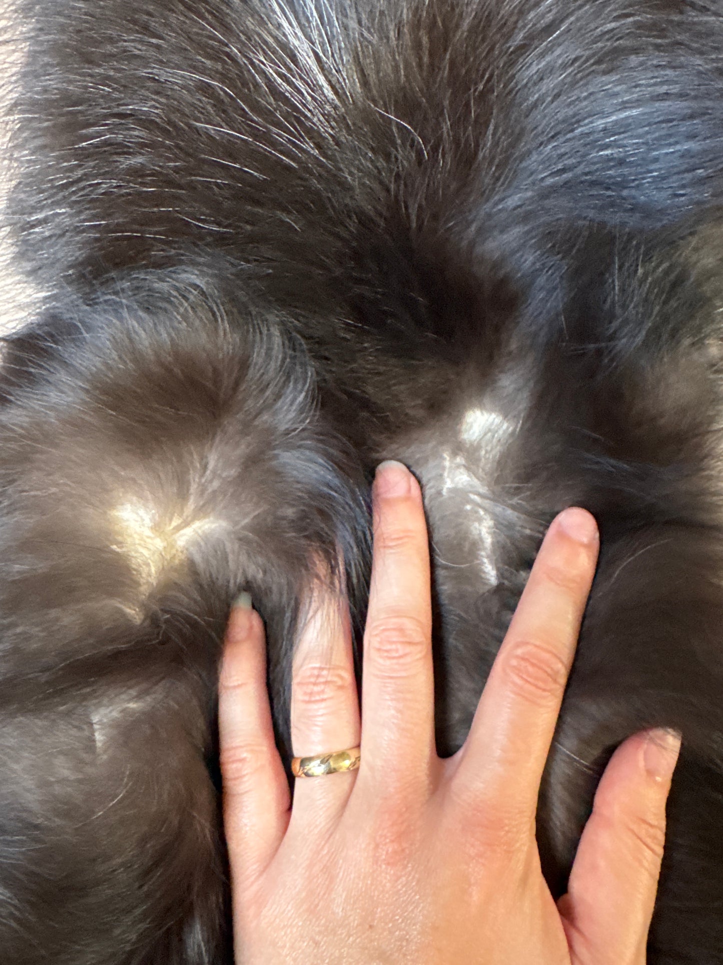 Silver fox pelt (10)