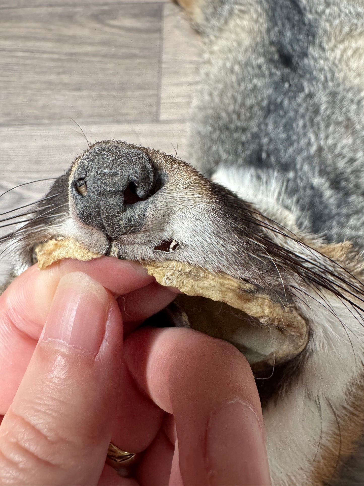 Male grey fox mountable pelt (12)