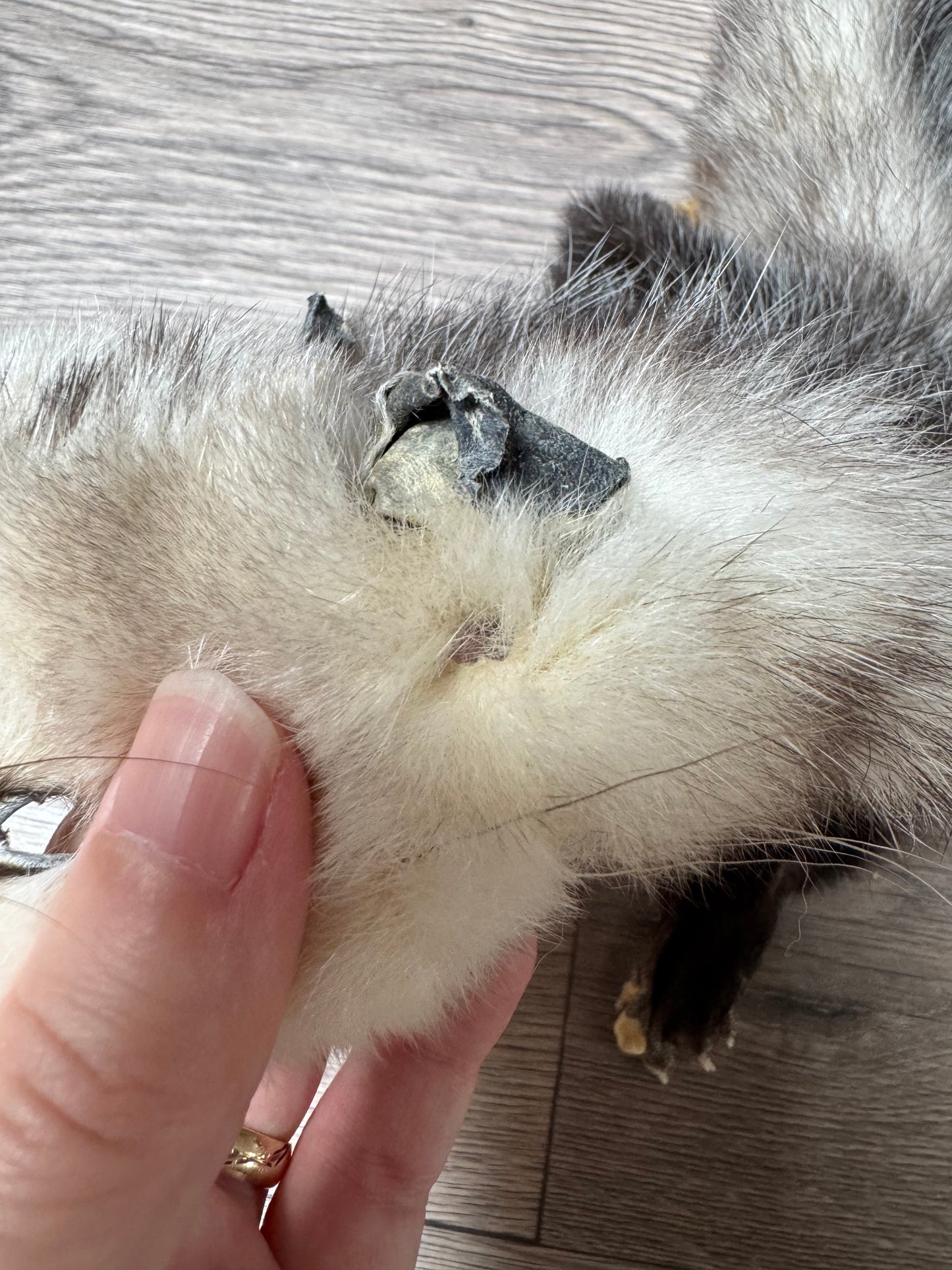 Female opossum mountable pelt (7)