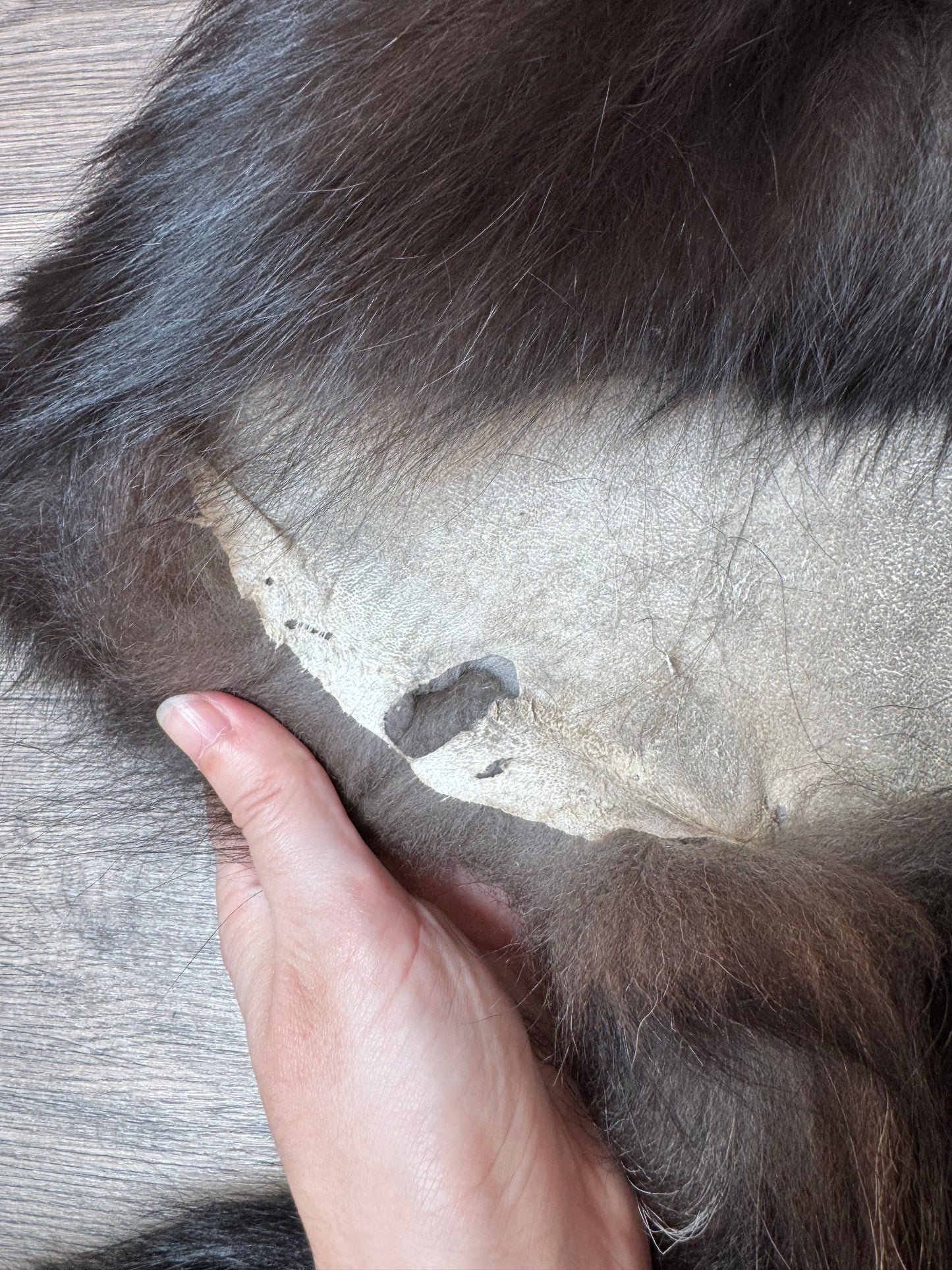 Silver fox pelt (4)