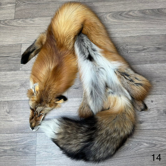 Gold fox pelt (14)