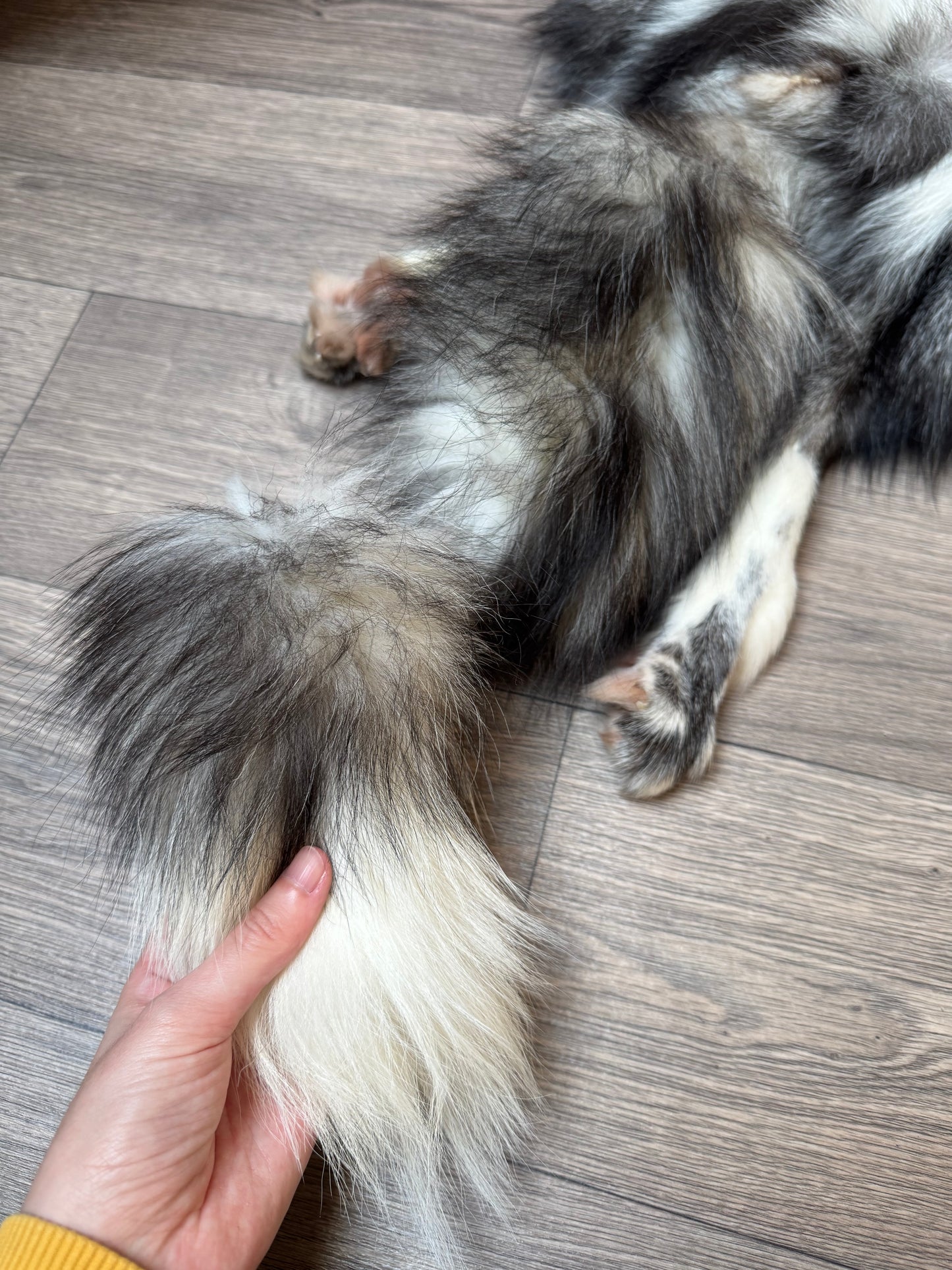 Male Silver Ringneck fox mountable pelt (tag 57)