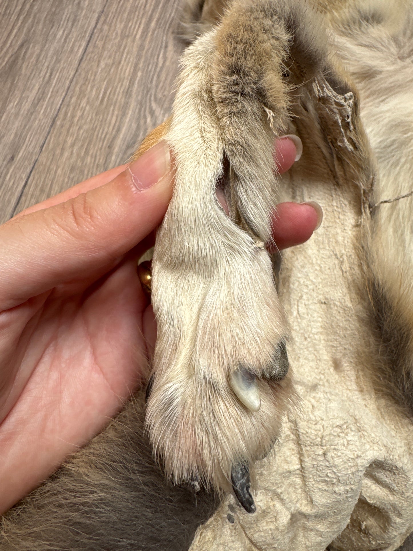 Female coyote mountable pelt (8)