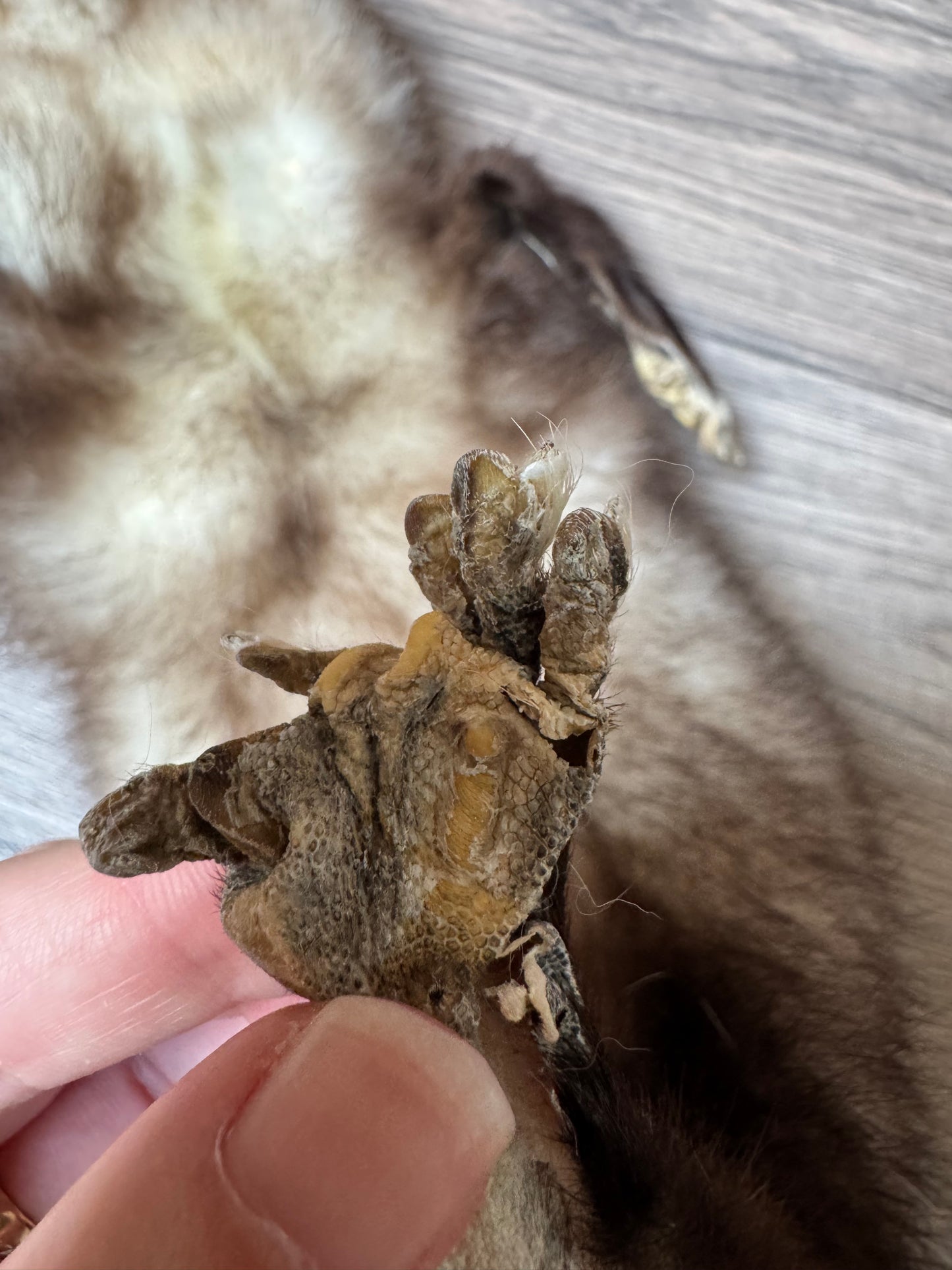 Male opossum mountable pelt (3)