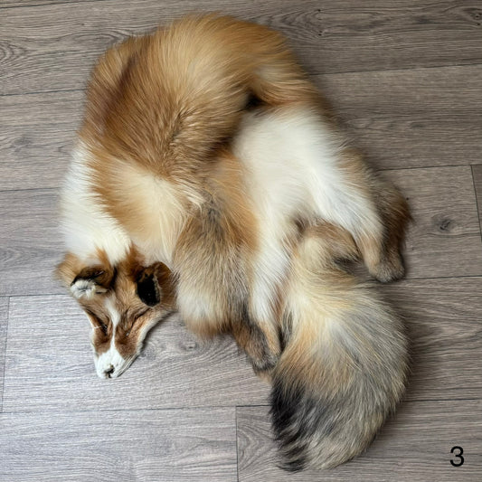 Gold Ringneck fox pelt (3)