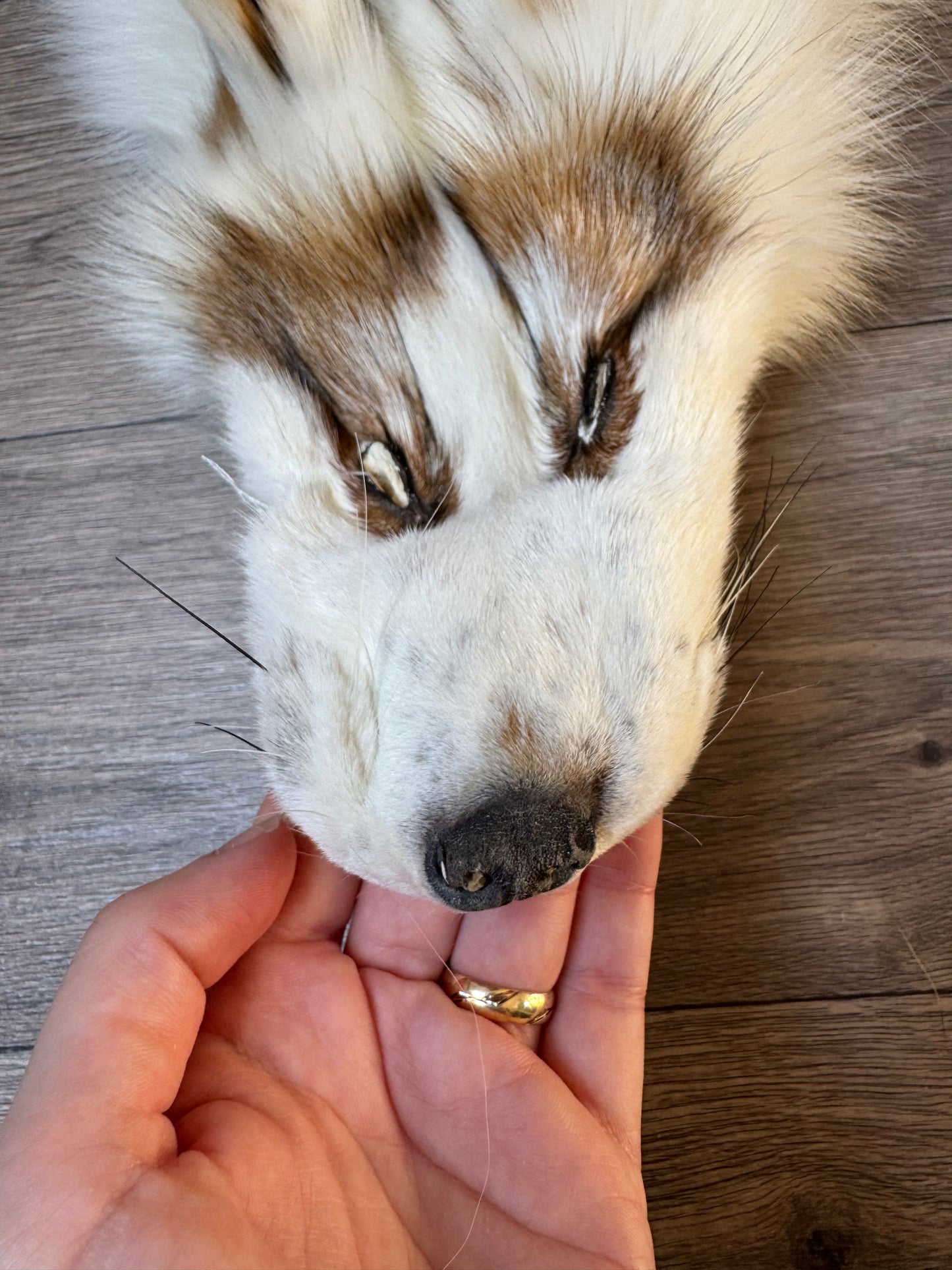 Male Sun Glow fox mountable pelt (tag 58)