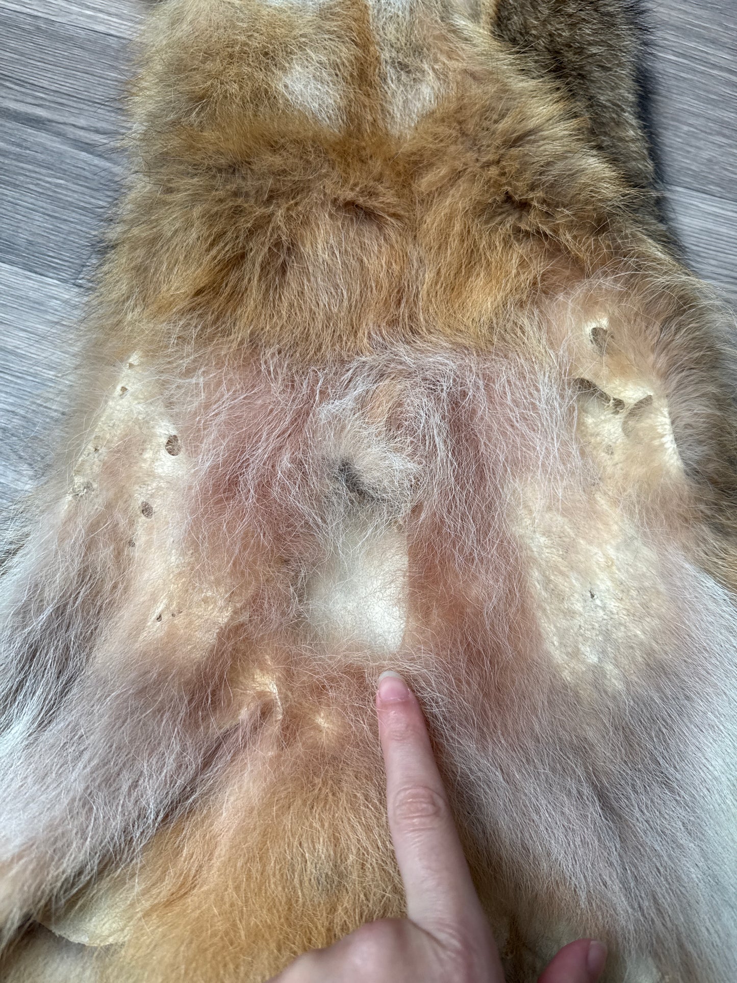 Male coyote mountable pelt (11)