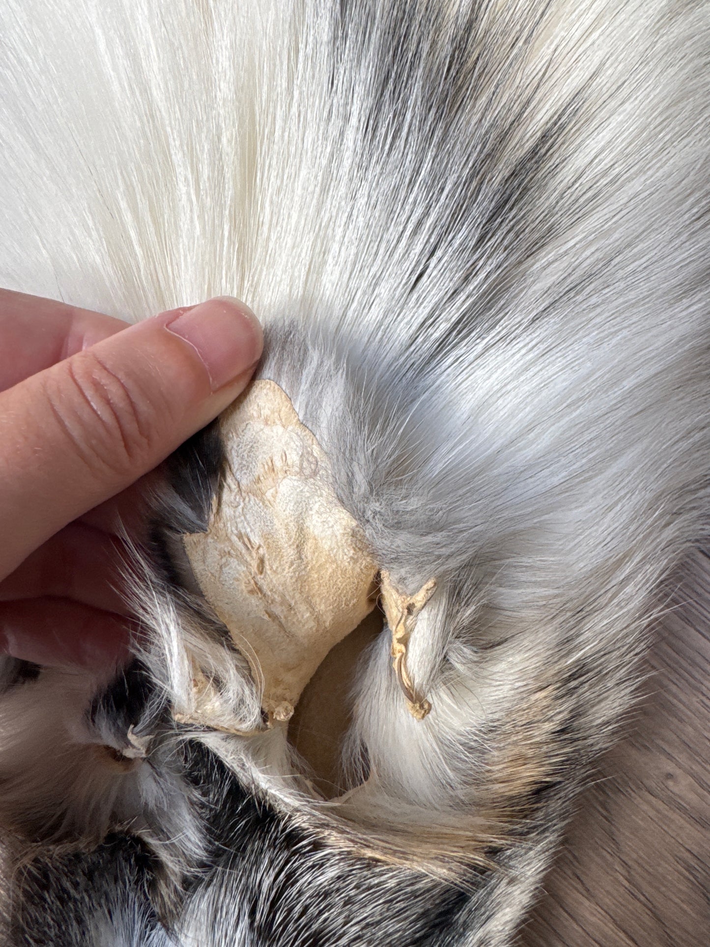 Cross Marble fox pelt (21)