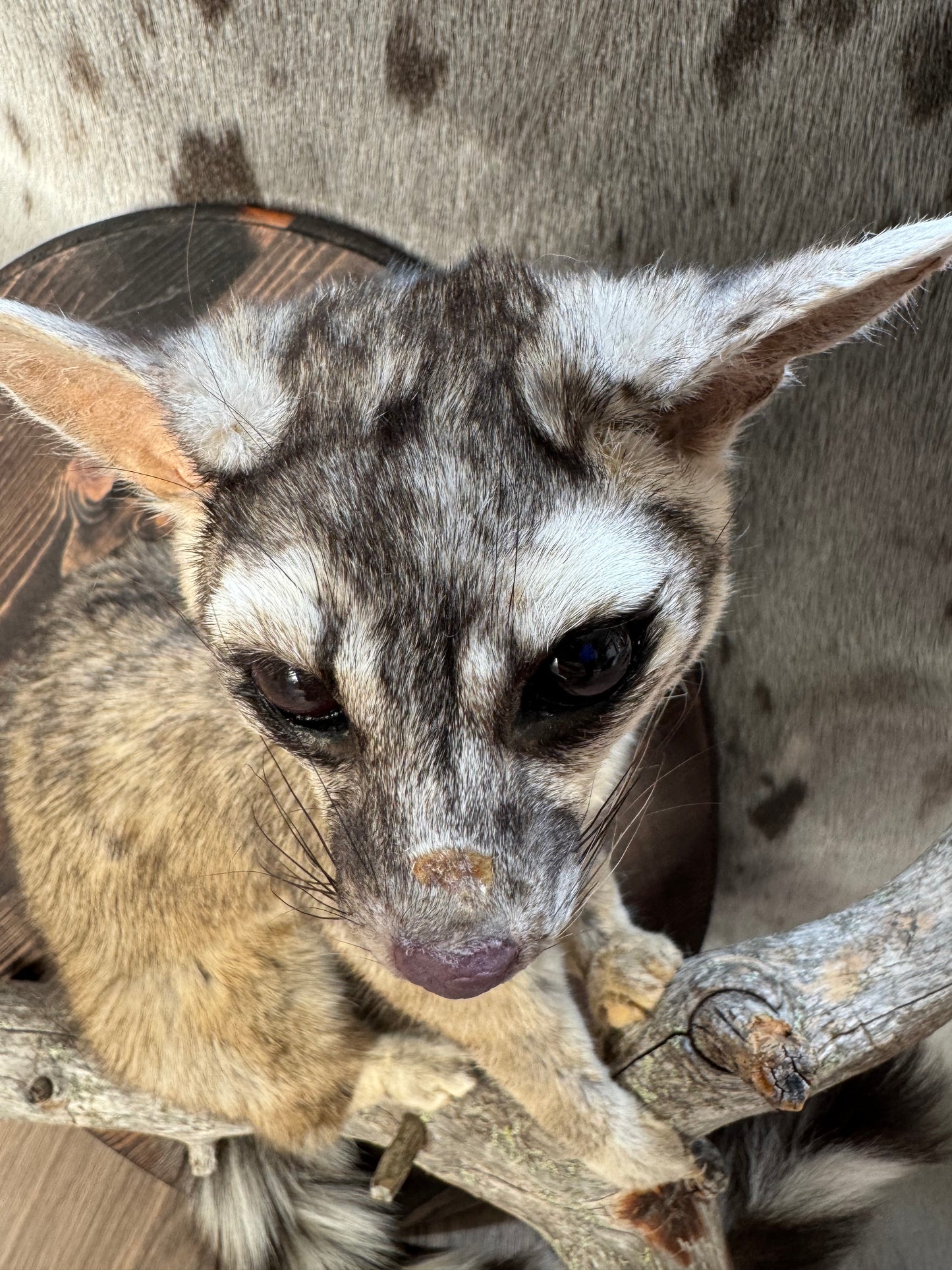 Lifesize ringtail cat traditional mount