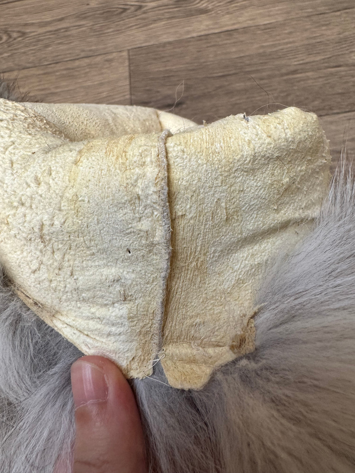 Blue fox pelt (3)
