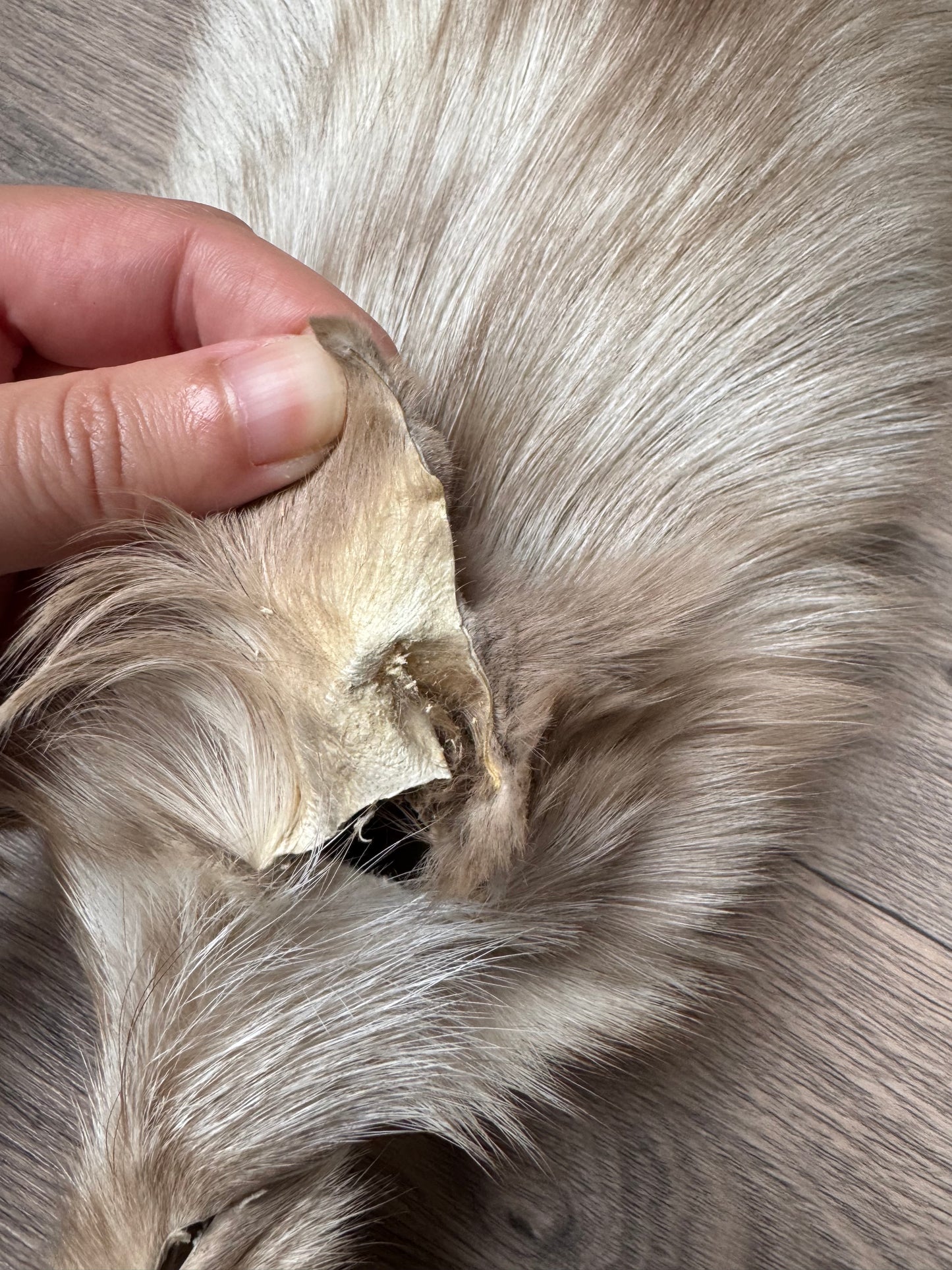 Amber fox pelt (9)