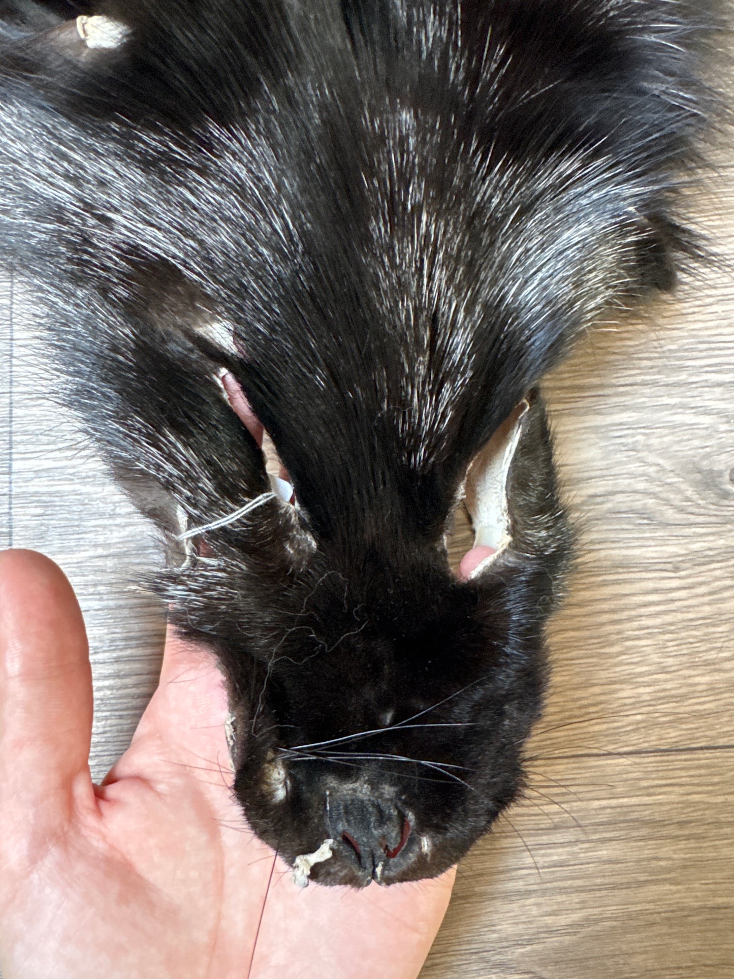 Silver fox pelt (10)