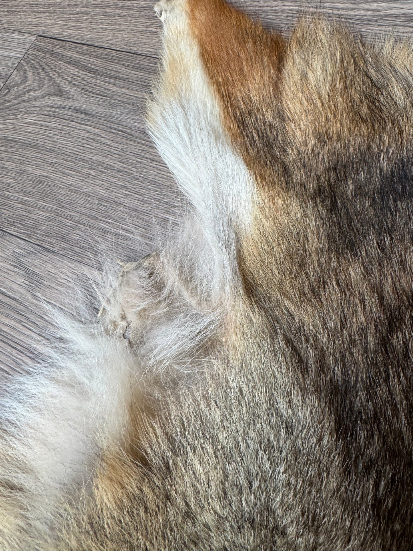 Coyote pelt (2)