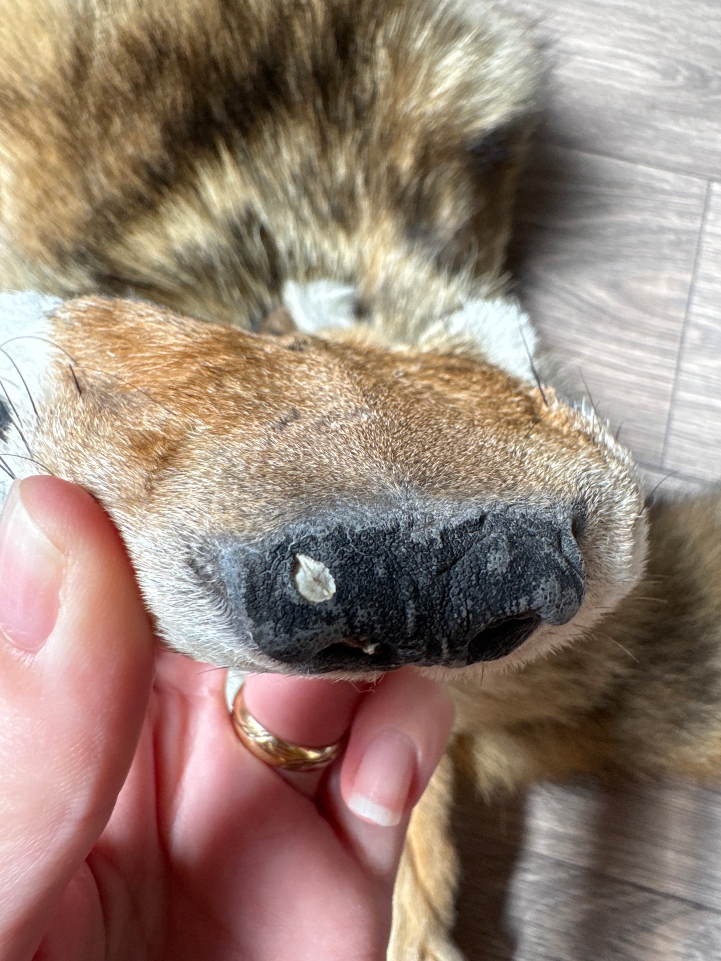 Male coyote mountable pelt (1)