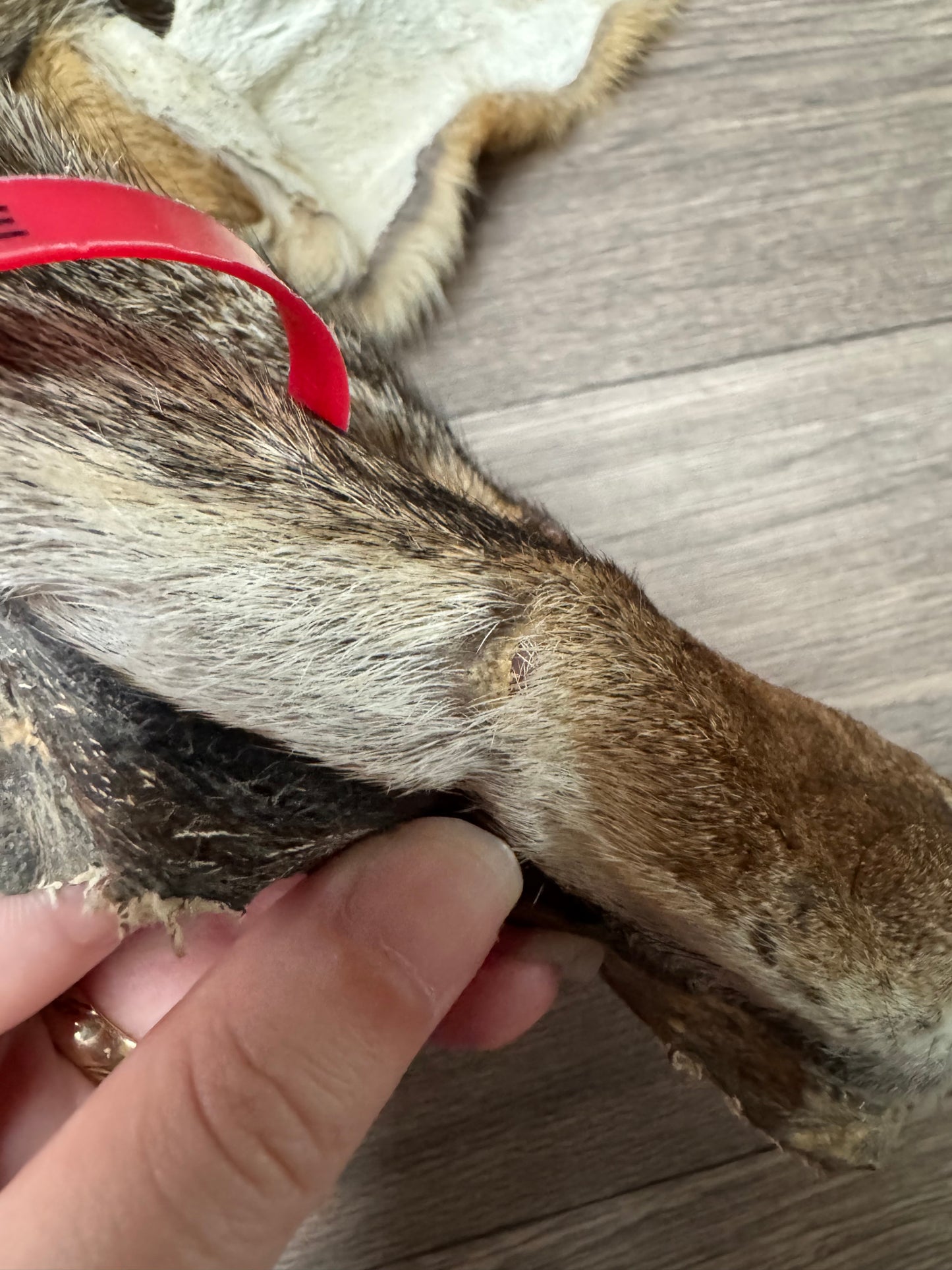 Male coyote mountable pelt (14)