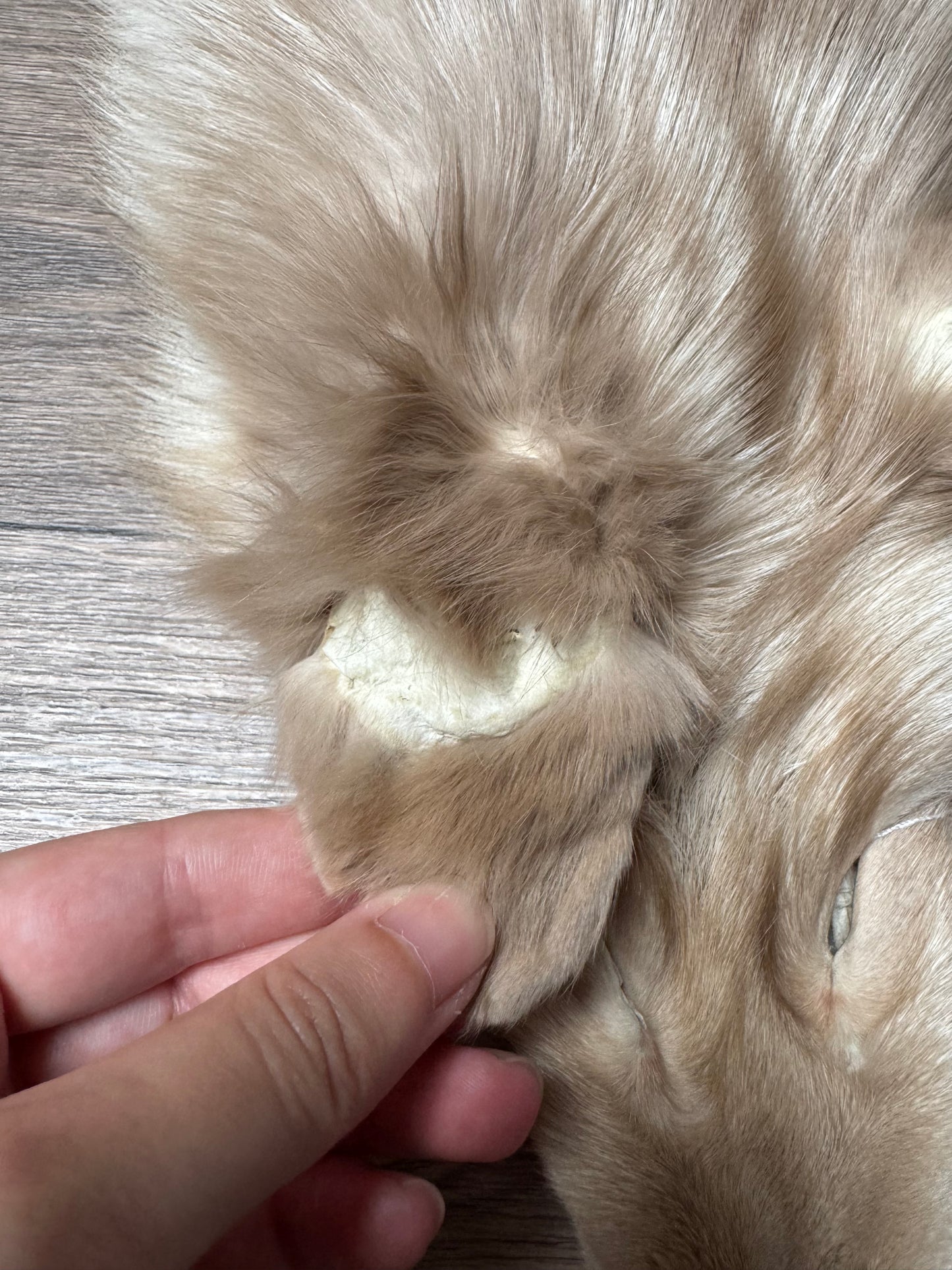 Amber fox pelt (6)