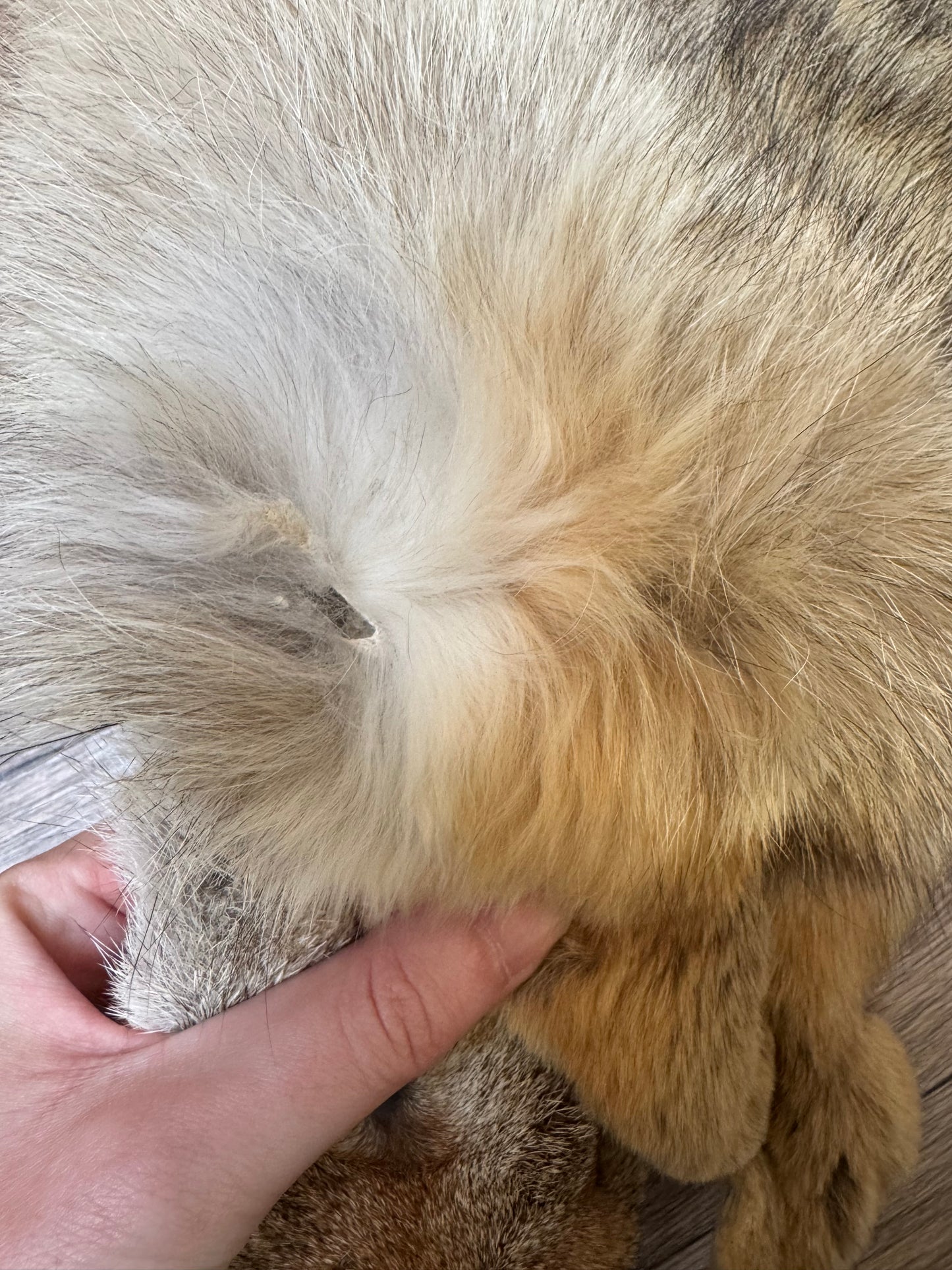 Female coyote mountable pelt (9)