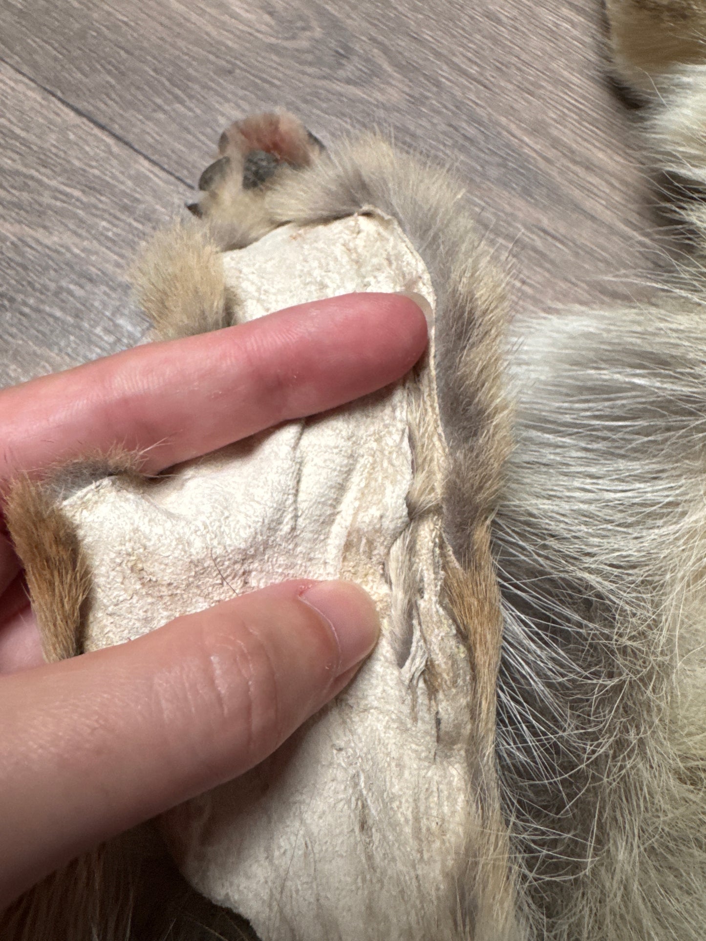 Male coyote mountable pelt (5)